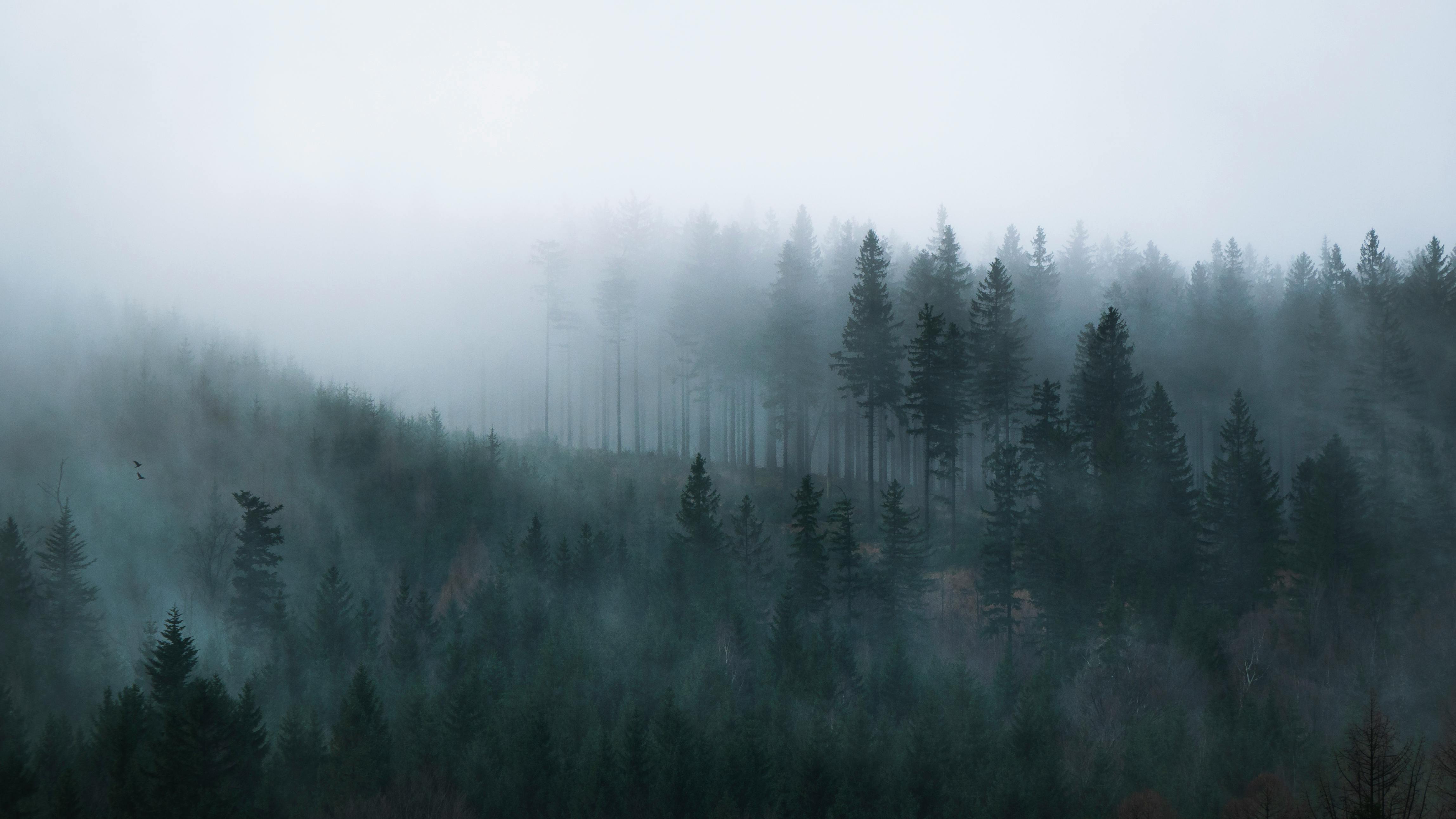 4592x2583 Dark Forest PC Wallpaper