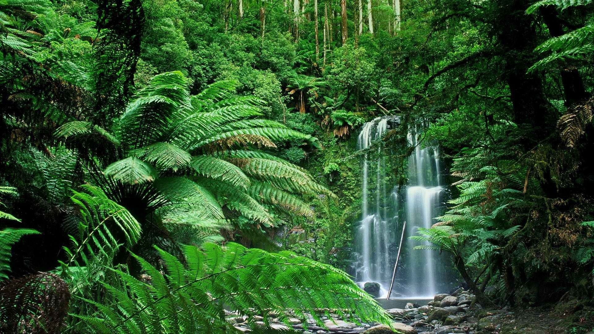 1920x1080 Nature Forest HQ Desktop Wallpaper 25780