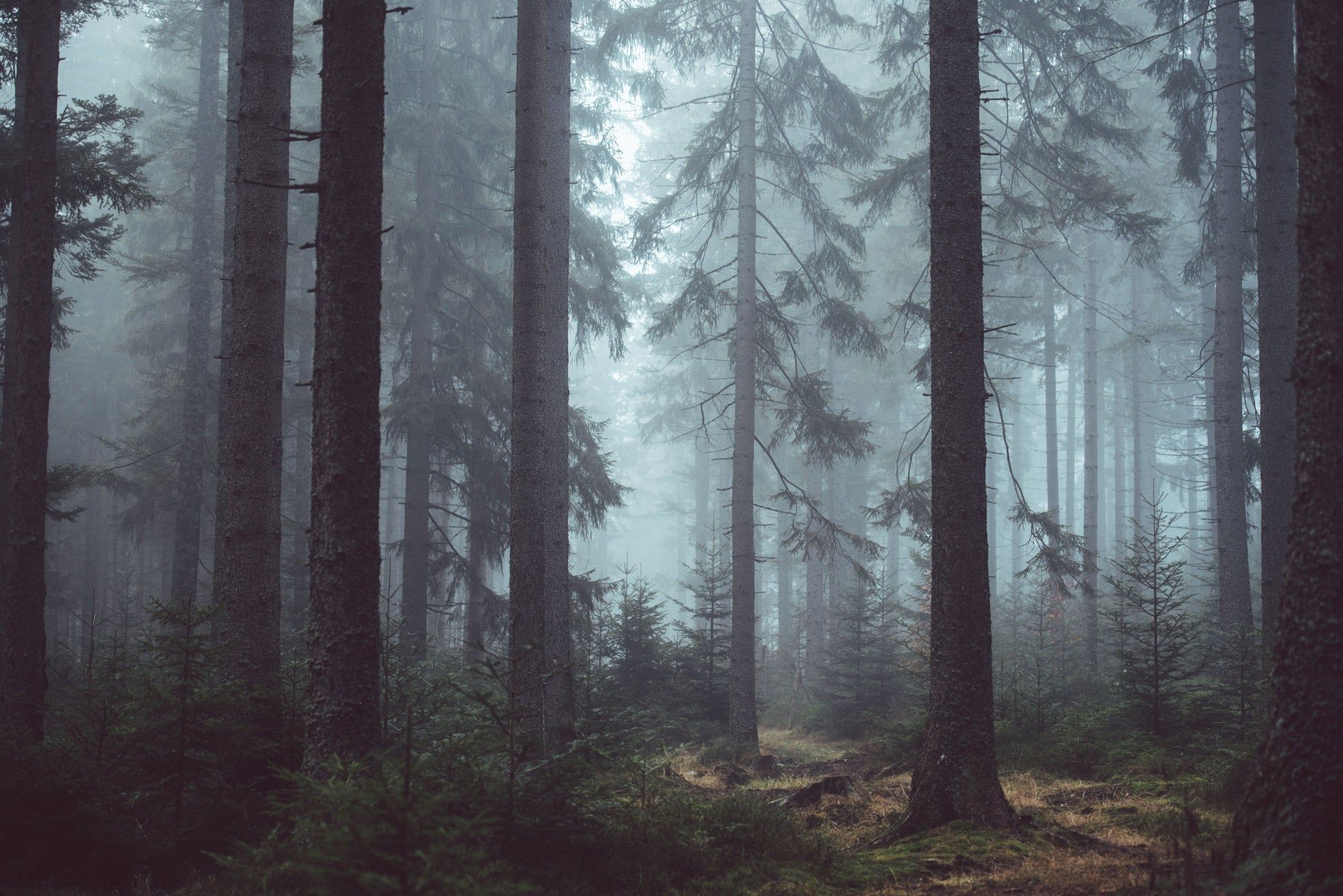 2048x1367 Night Woodland Wall Mural