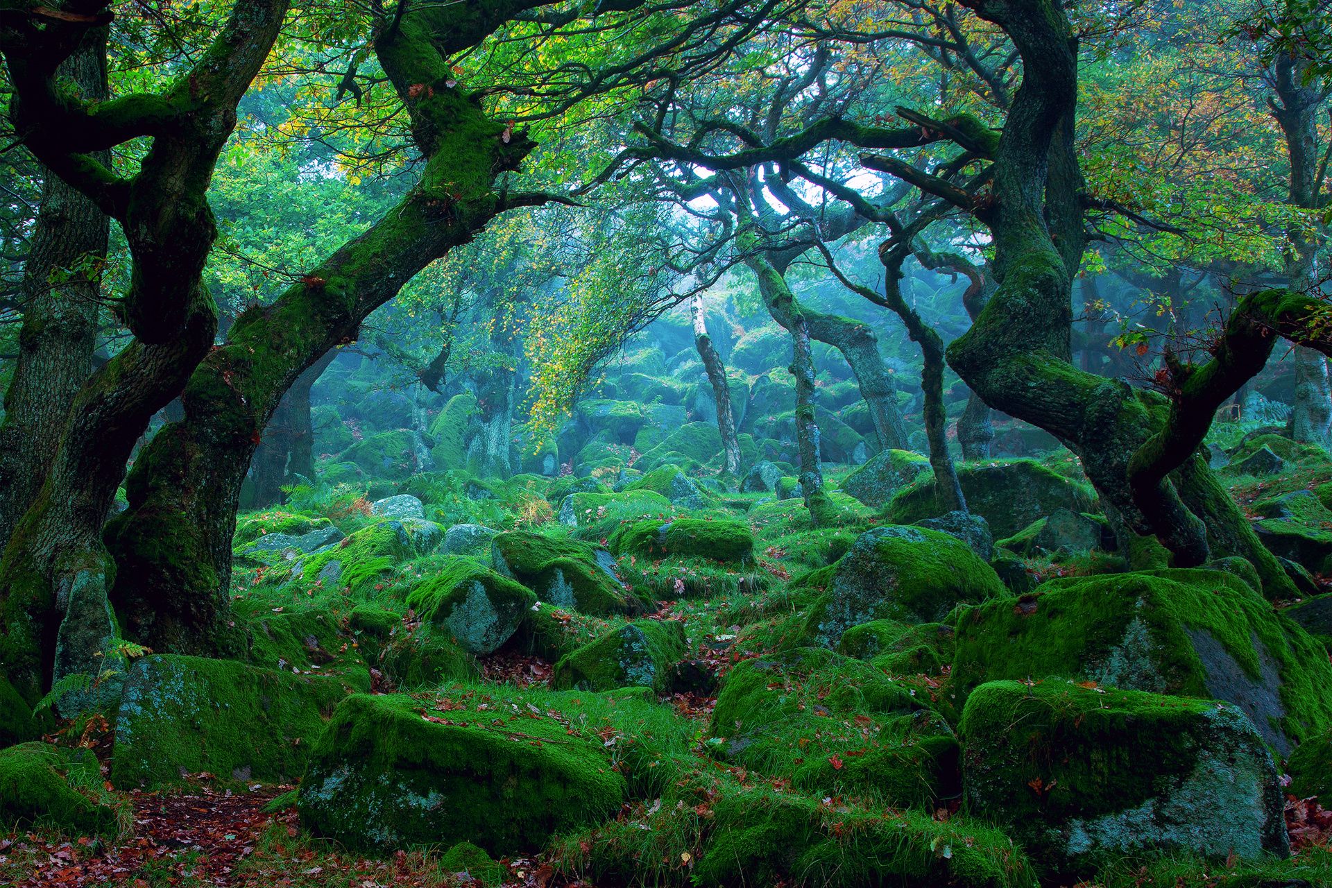1920x1280 forest, Tree, Moss Wallpaper HD / Desktop and Mobile Background