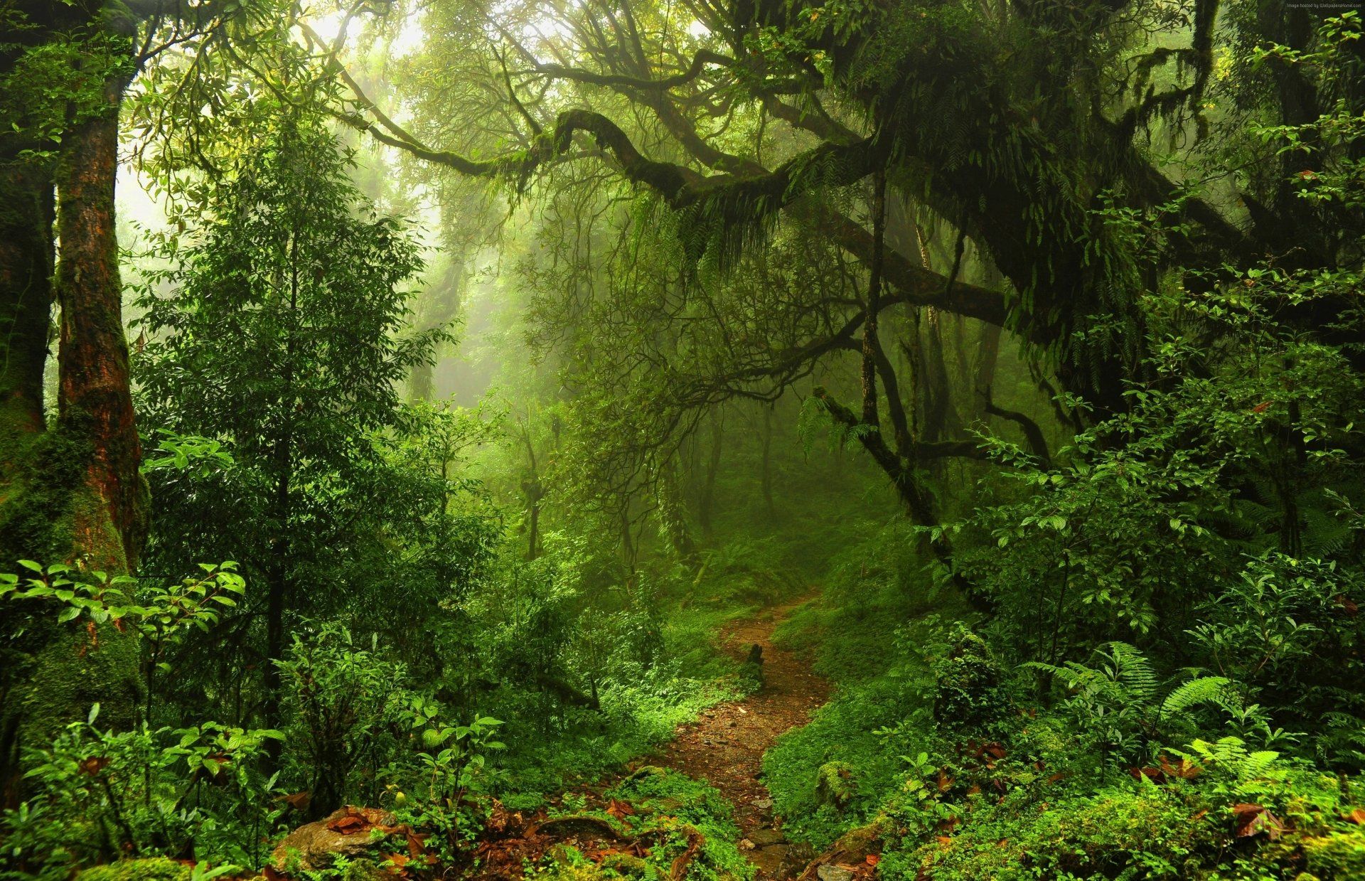 1920x1239 Enchanted Forest Path Ultra HD Wallpaperx2710