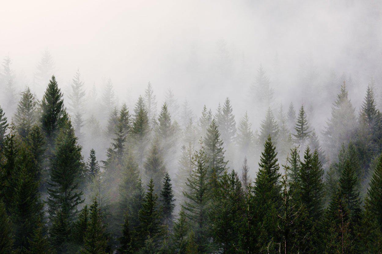 1250x833 Mystic Forest Landscape Wall Mural