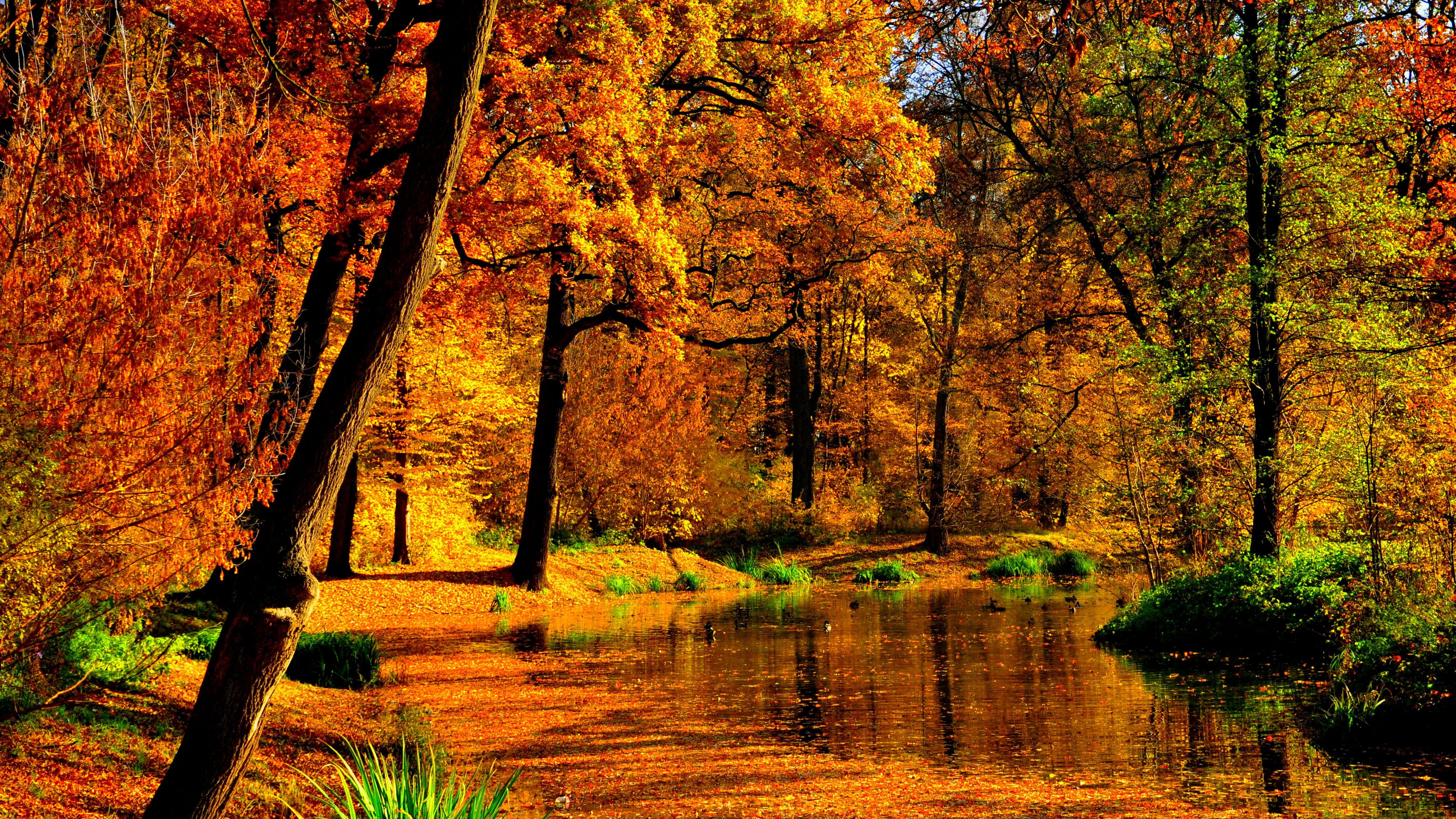 3840x2160 Yellow Autumn Fall Leaves Trees Forest Background Reflection On Lake During Daytime 4K HD Autumn Desktop Wallpaper