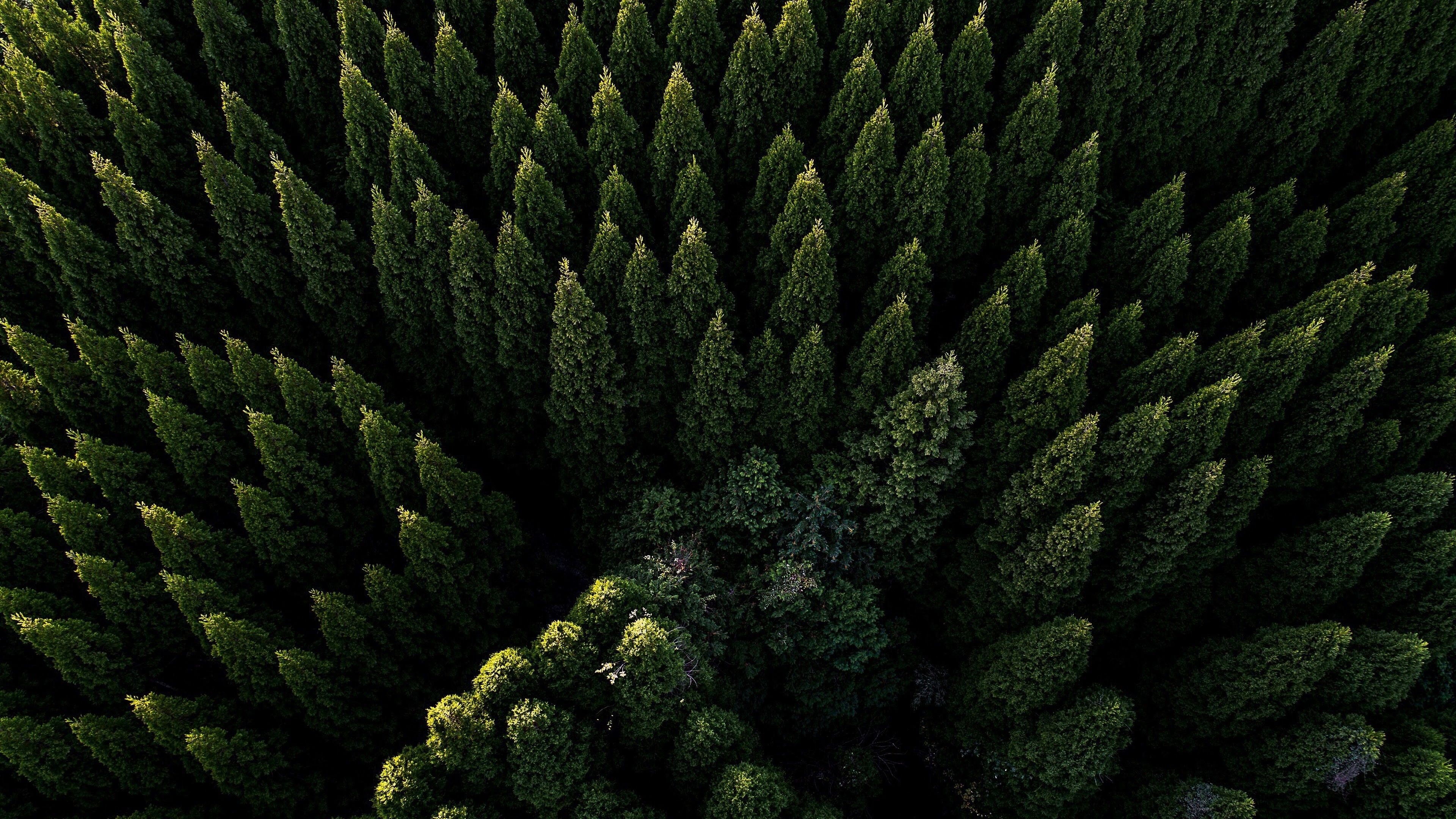 3840x2160 Forest Wallpaper
