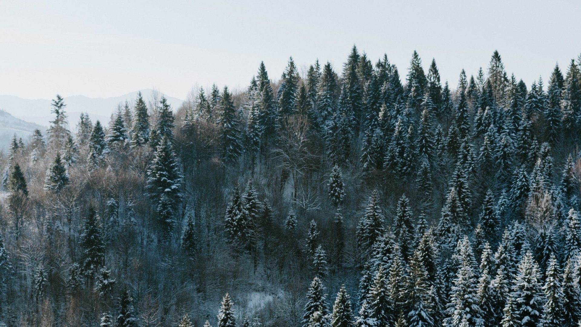 1920x1080 Winter Forest PC Wallpaper