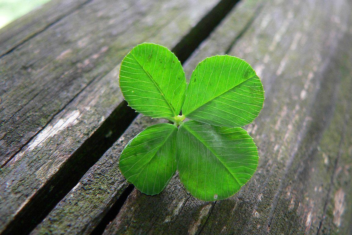 4 Leaf Clover Wallpapers - Top Free 4 Leaf Clover Backgrounds -  WallpaperAccess