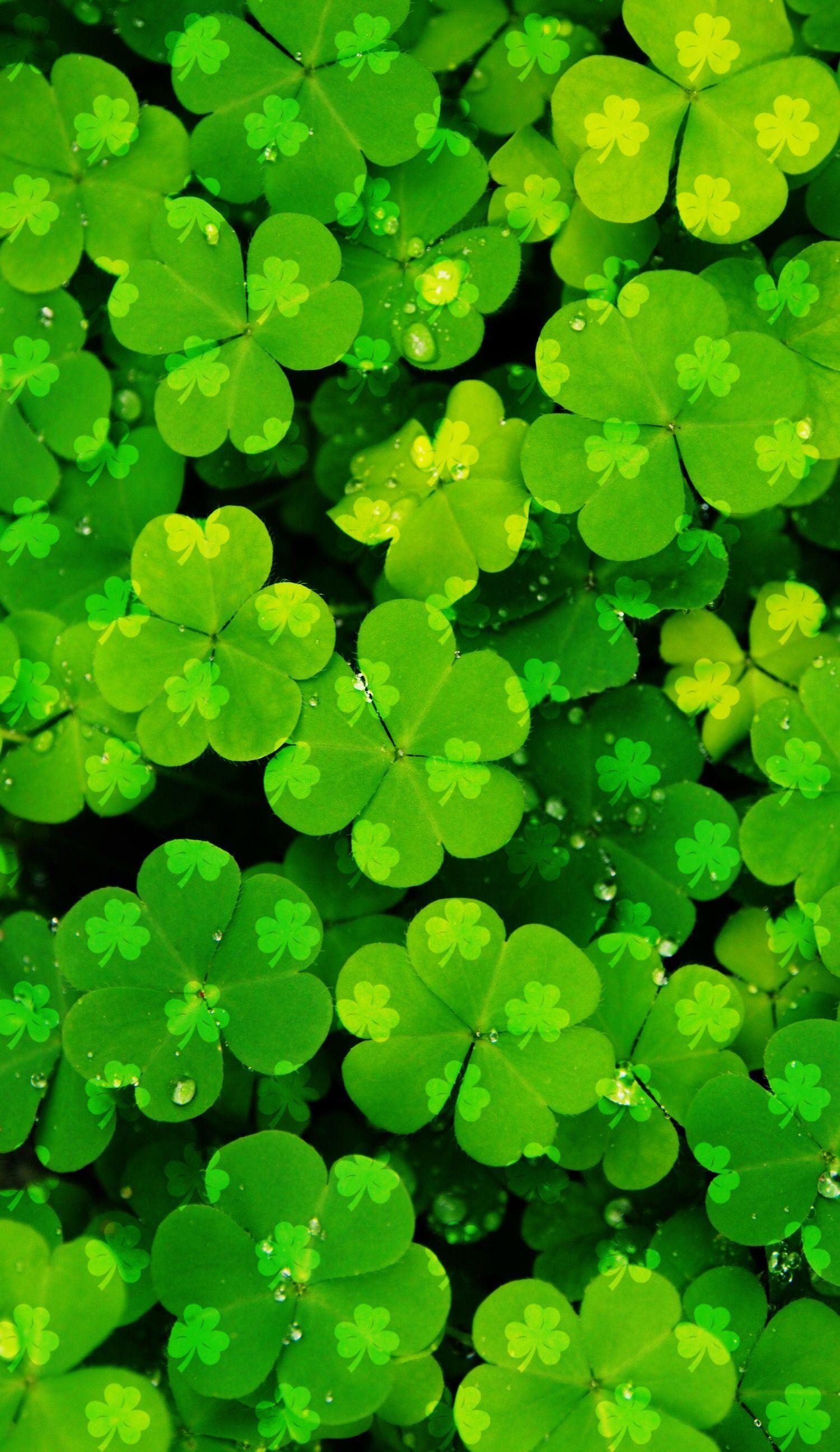 Lucky Clover Wallpapers - Top Free Lucky Clover Backgrounds ...