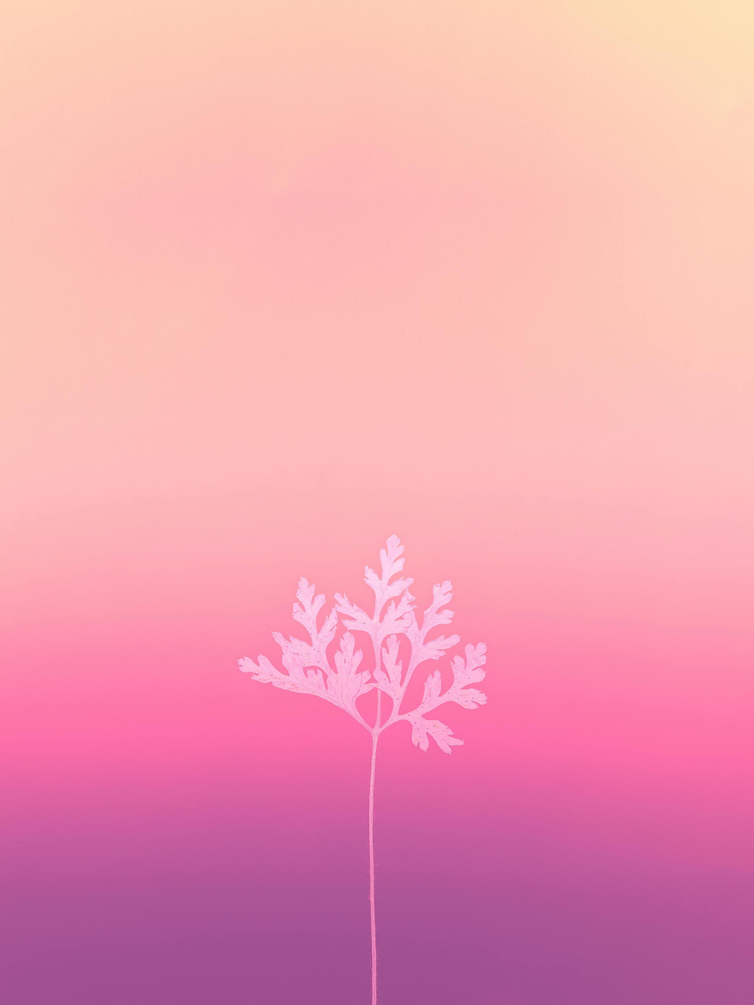 2500x3332 Free HD Background iPad Wallpaper Pink Wallpaper