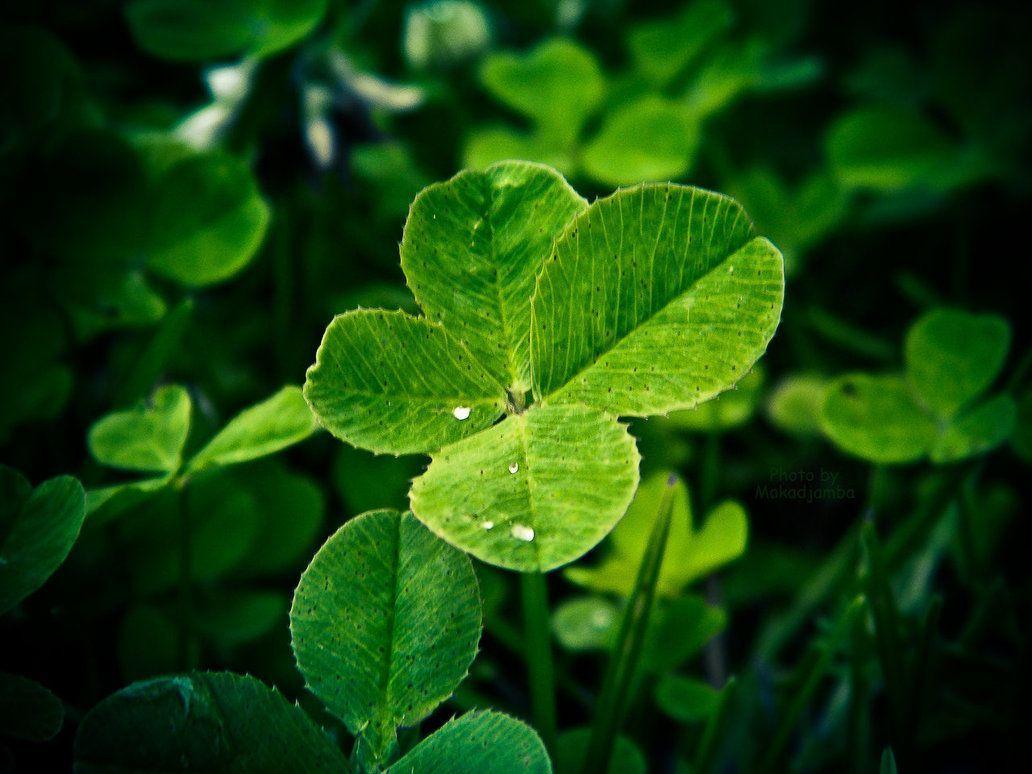 1032x774 Four Leaf Clover Wallpaper