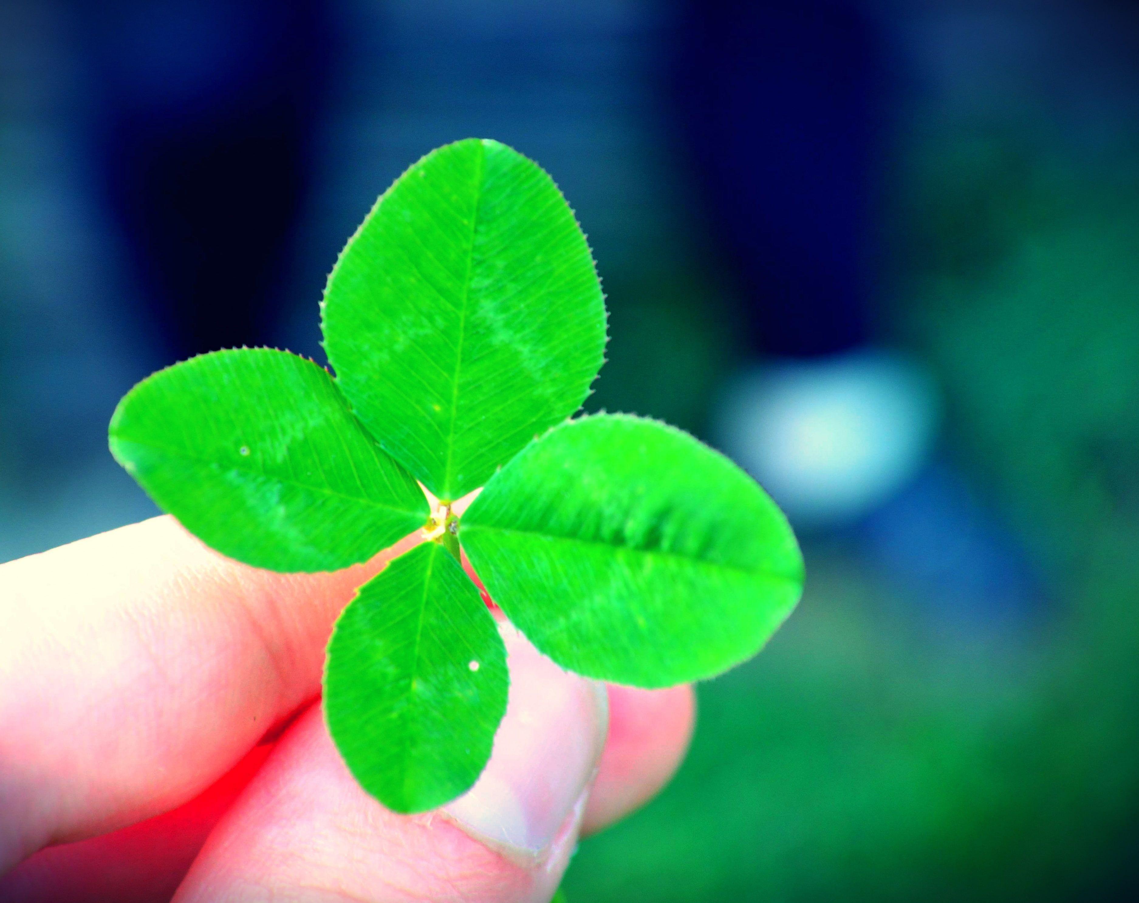 Lucky Clover Wallpapers - Top Free Lucky Clover Backgrounds