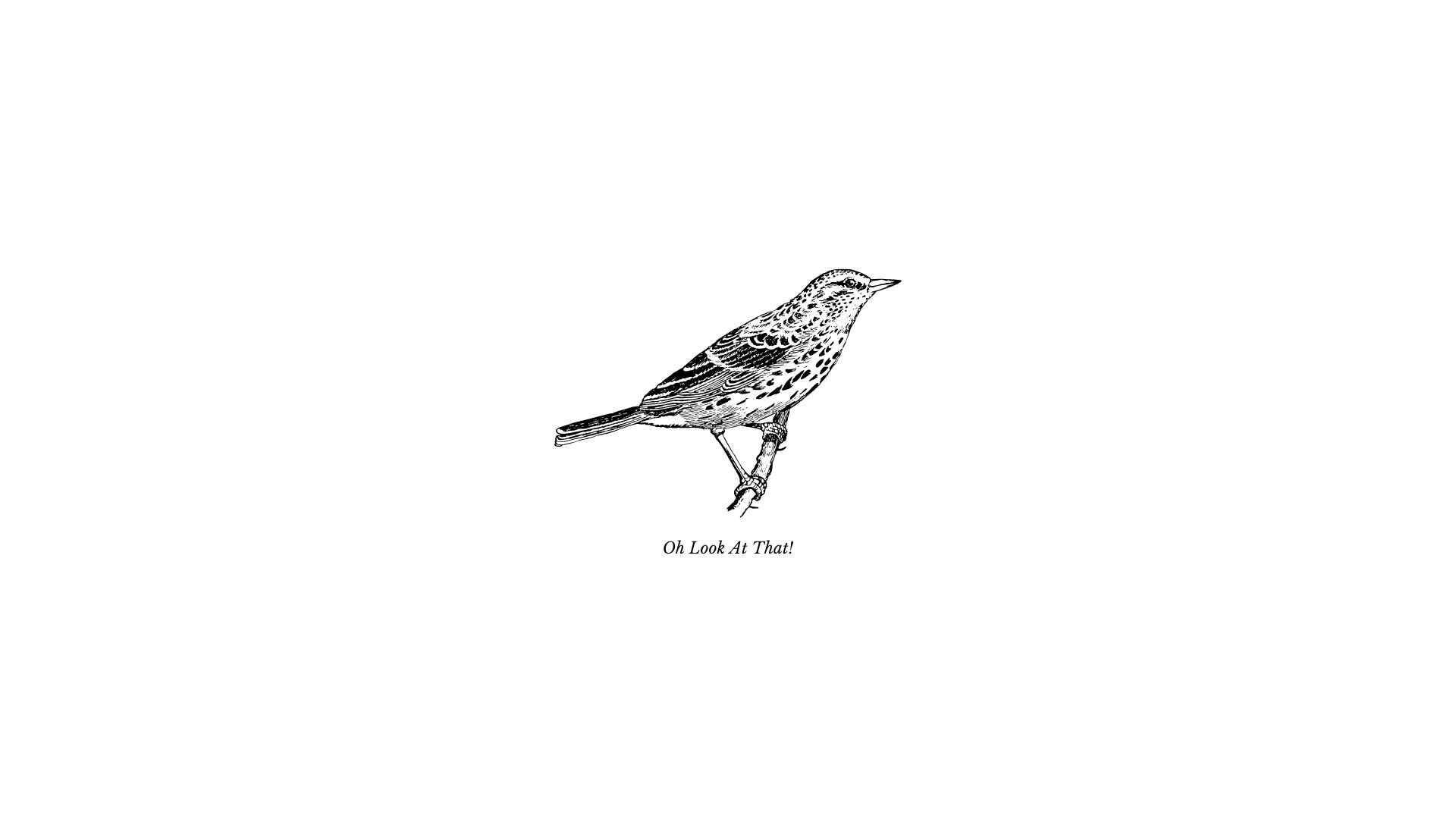 1920x1080 Download Detailed Bird Drawing In Cute White Aesthetic Wallpaper