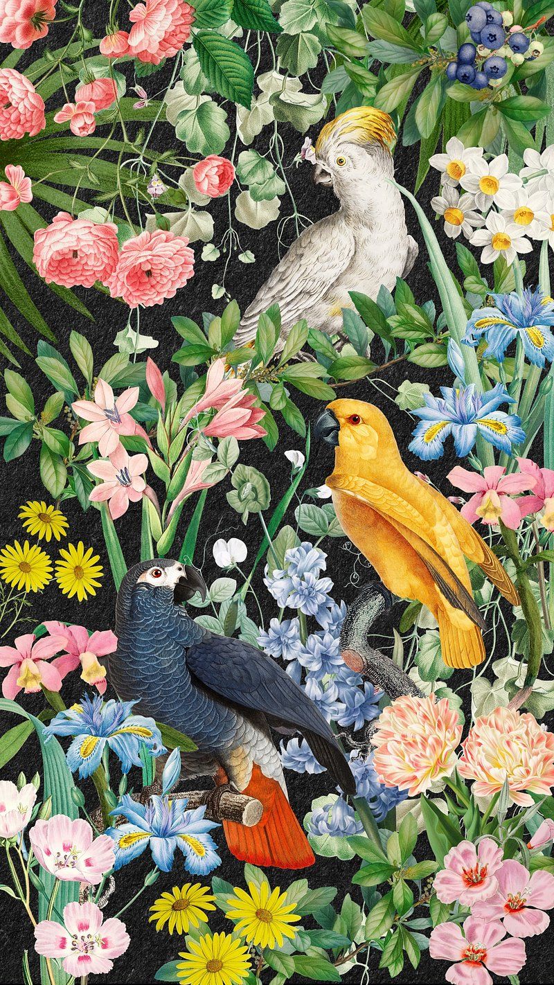 800x1422 Parrot Art Wallpaper Image Wallpaper
