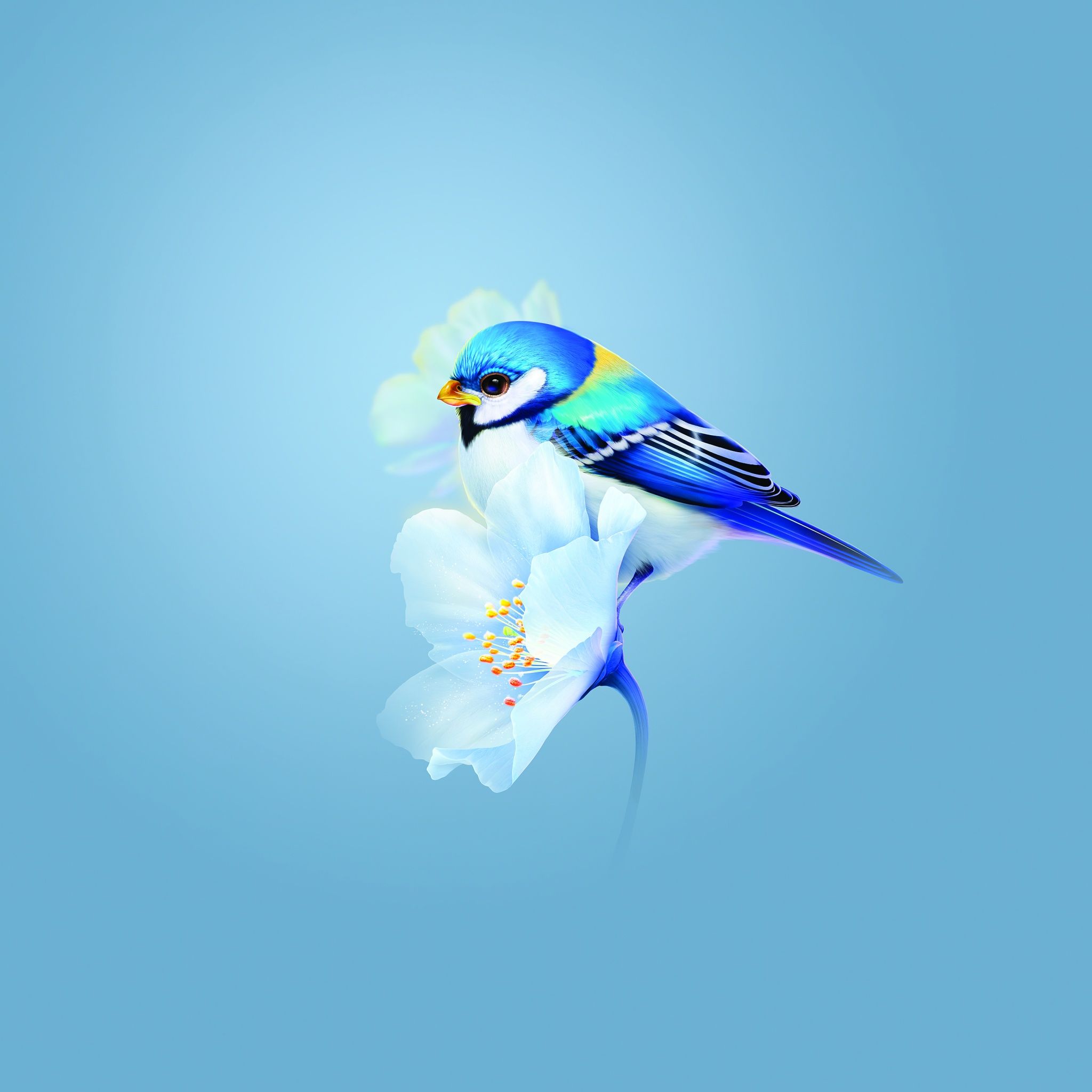 2048x2048 Cute bird Wallpaper 4K, Blue flower, Blue background