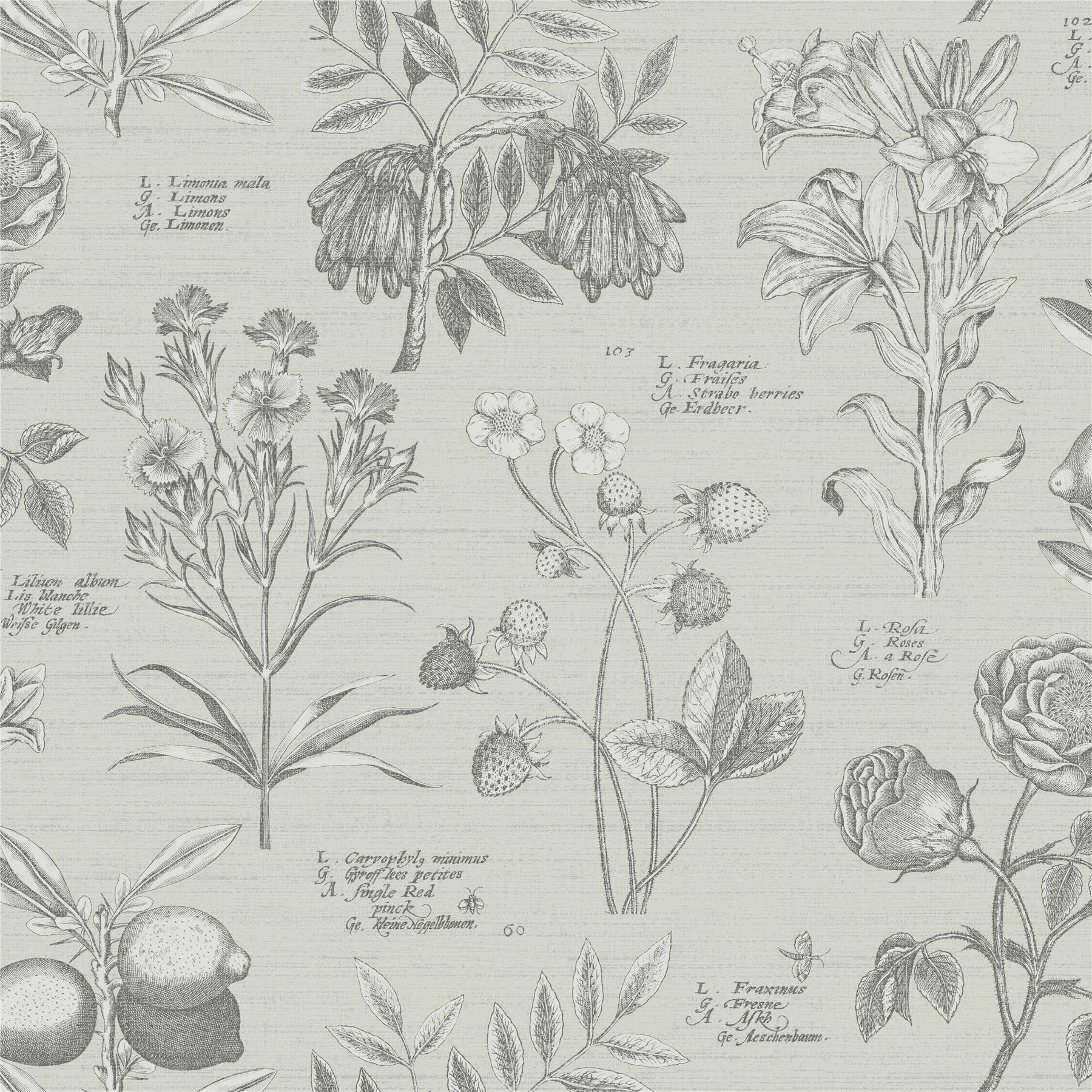 1800x1800 RHS Botanical Sketchbook Cream Wallpaper