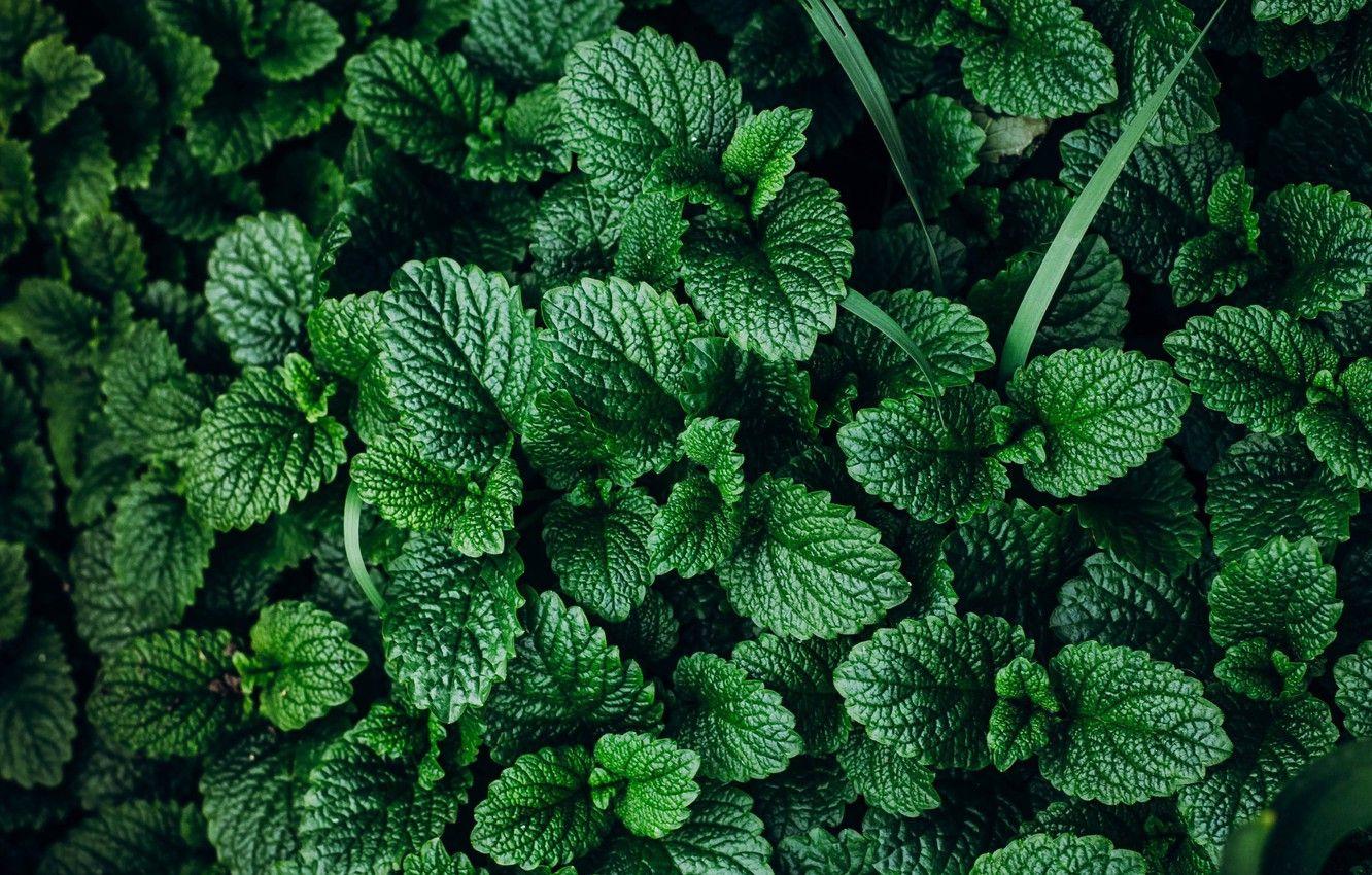 1332x850 Wallpaper greens, background, plant, mint image for desktop, section текстуры