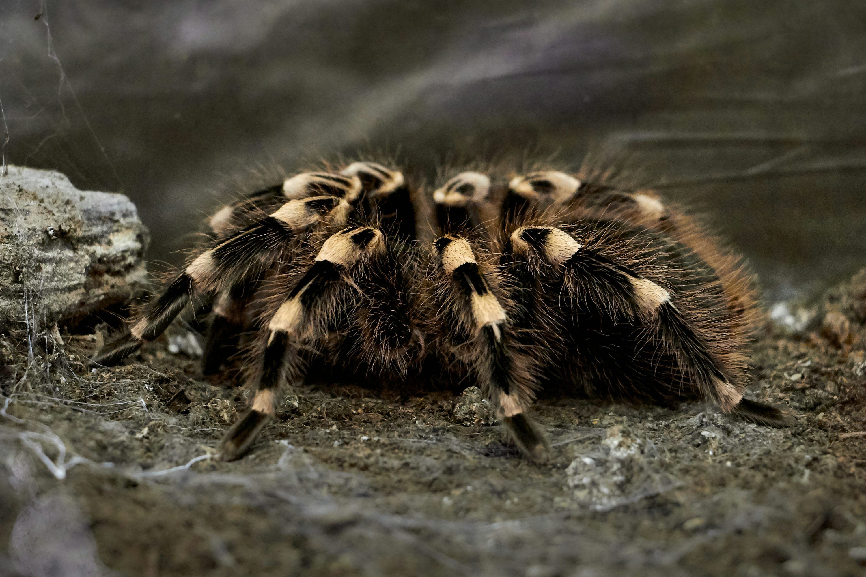 3000x2000 Tarantula Picture. Download Free Image