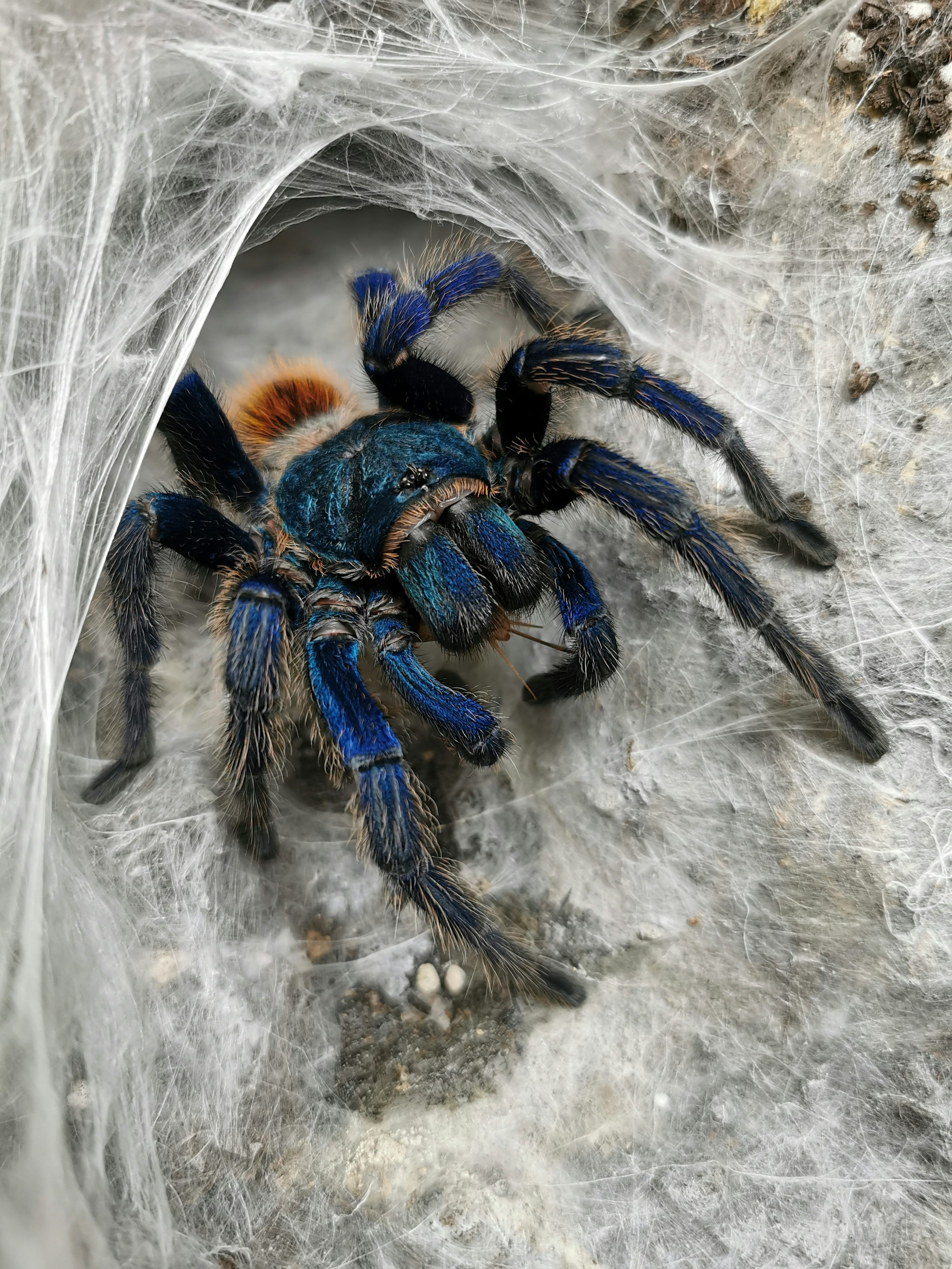 3000x4000 Tarantula Picture. Download Free Image