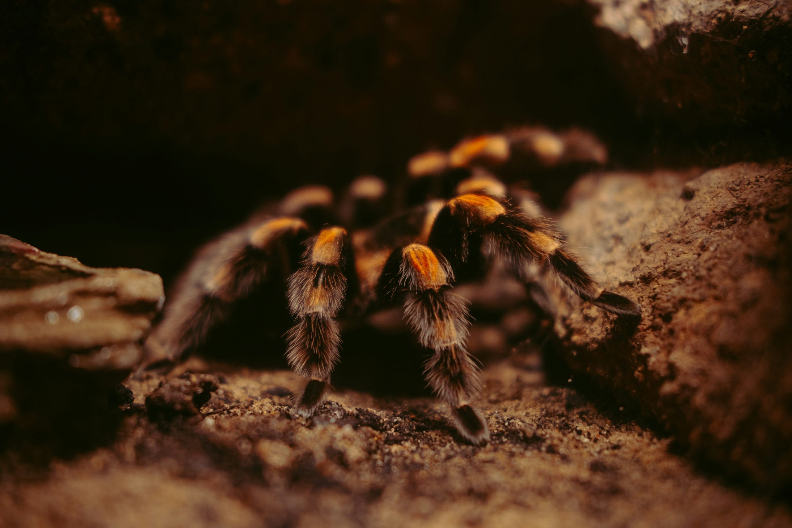 3000x2000 Tarantula Picture. Download Free Image