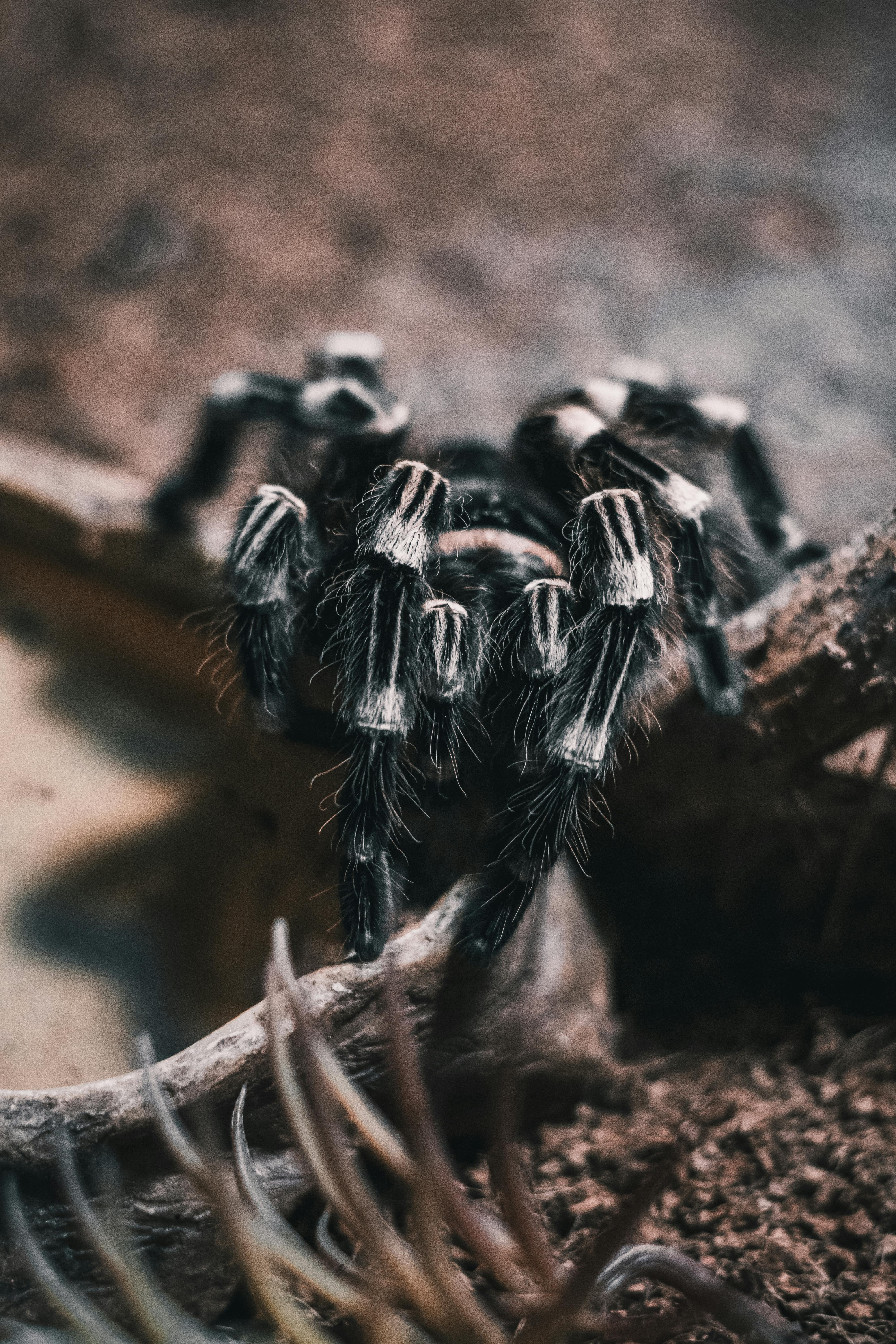 4000x6000 Close Shot of Brazilian Whiteknee Tarantula · Free