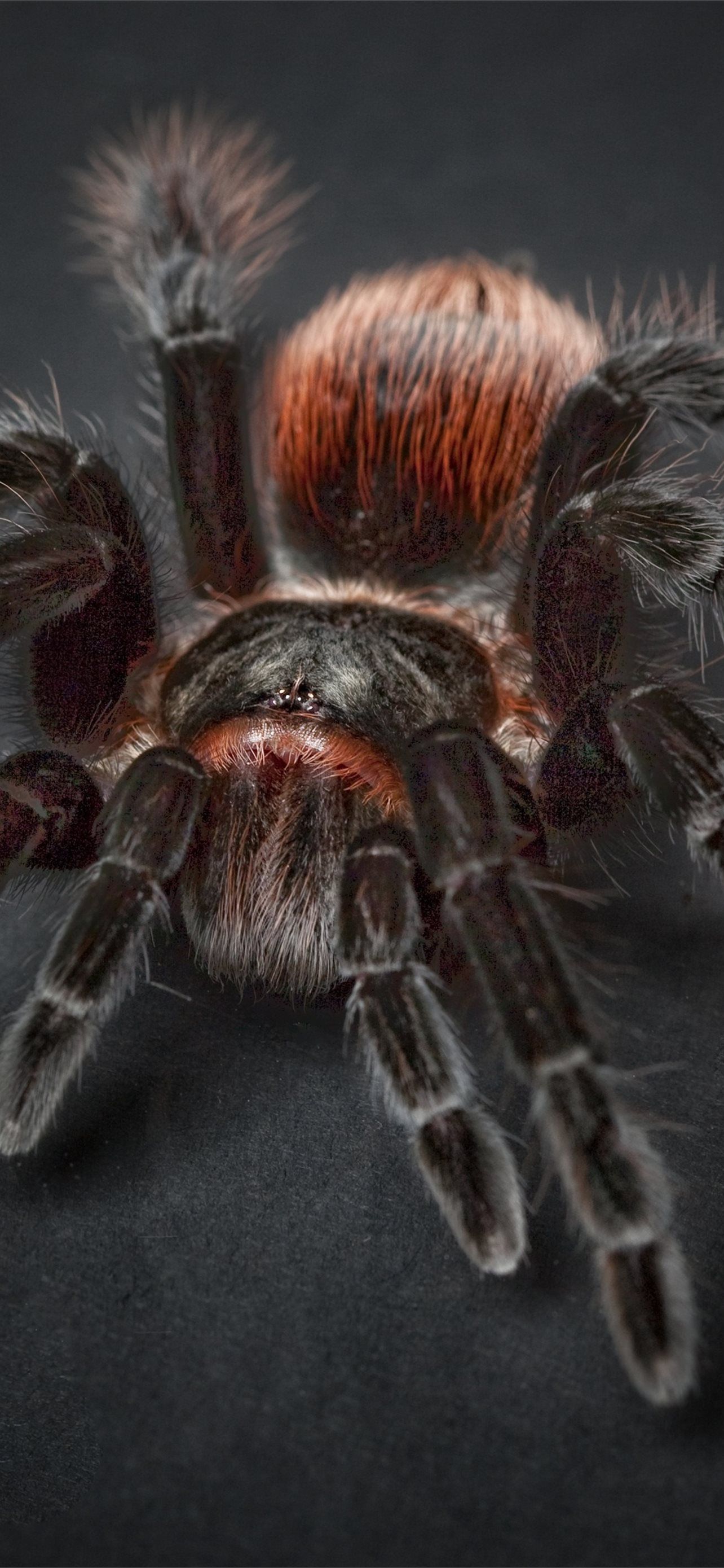1284x2778 tarantula iPhone Wallpaper Free Download