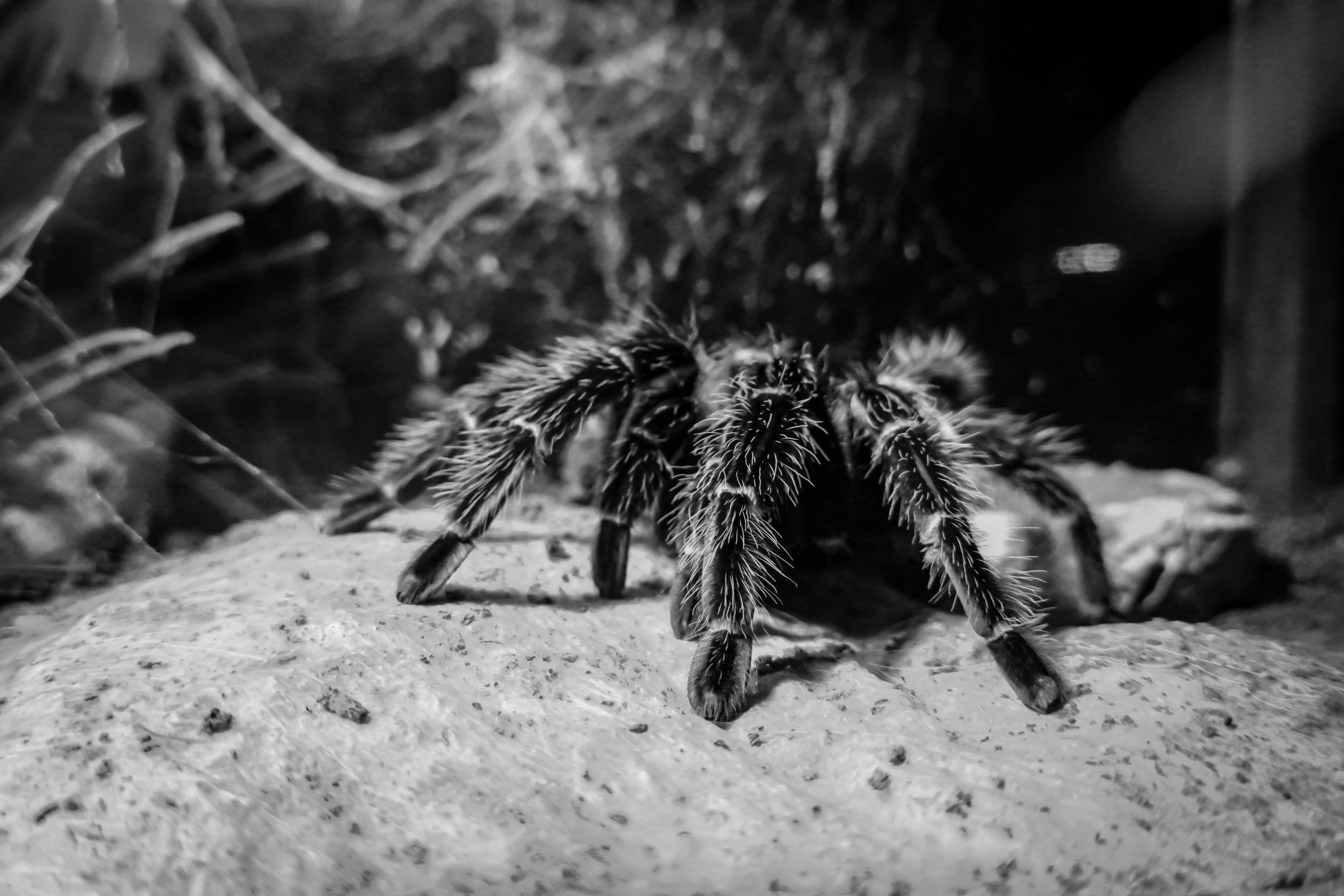 5472x3648 Close Up Of A Hairy Tarantula On Rocky Surface · Free