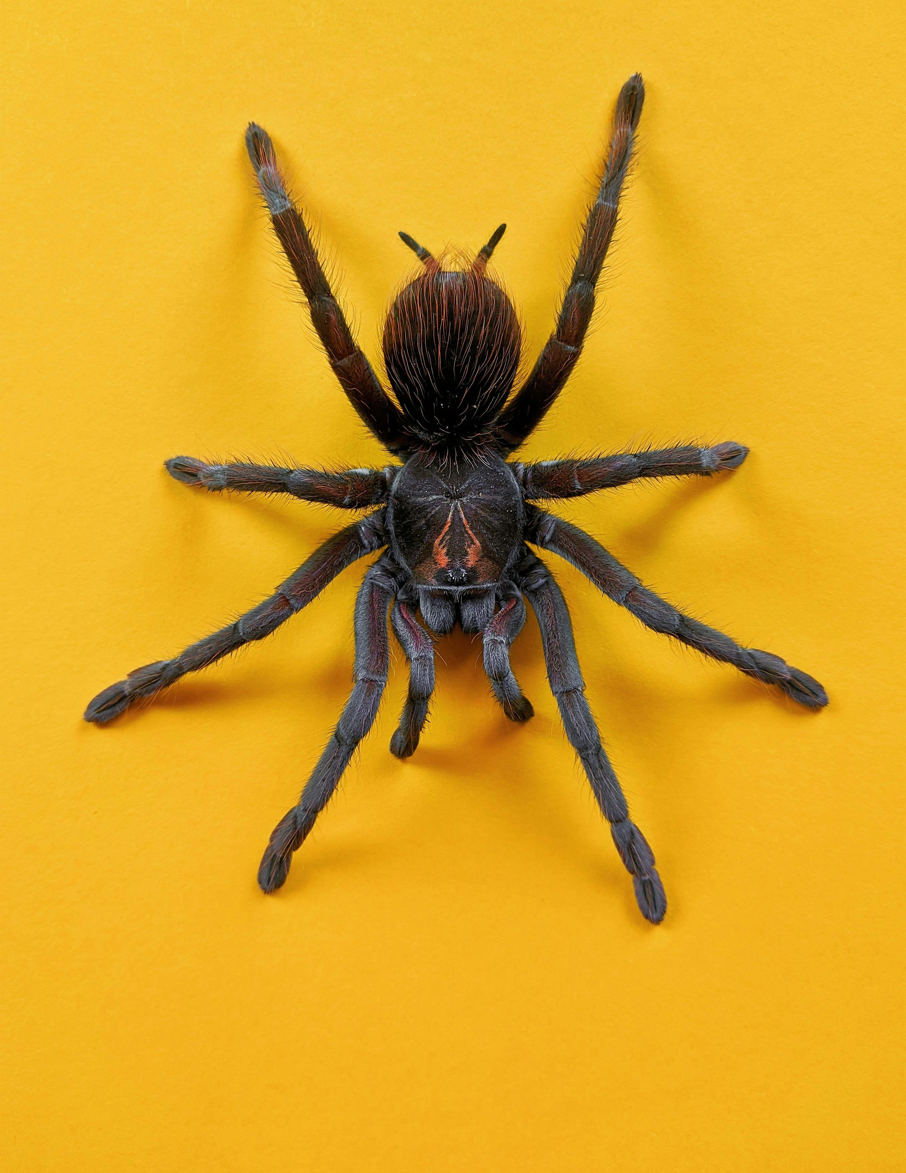 3000x3884 Tarantula Picture. Download Free Image