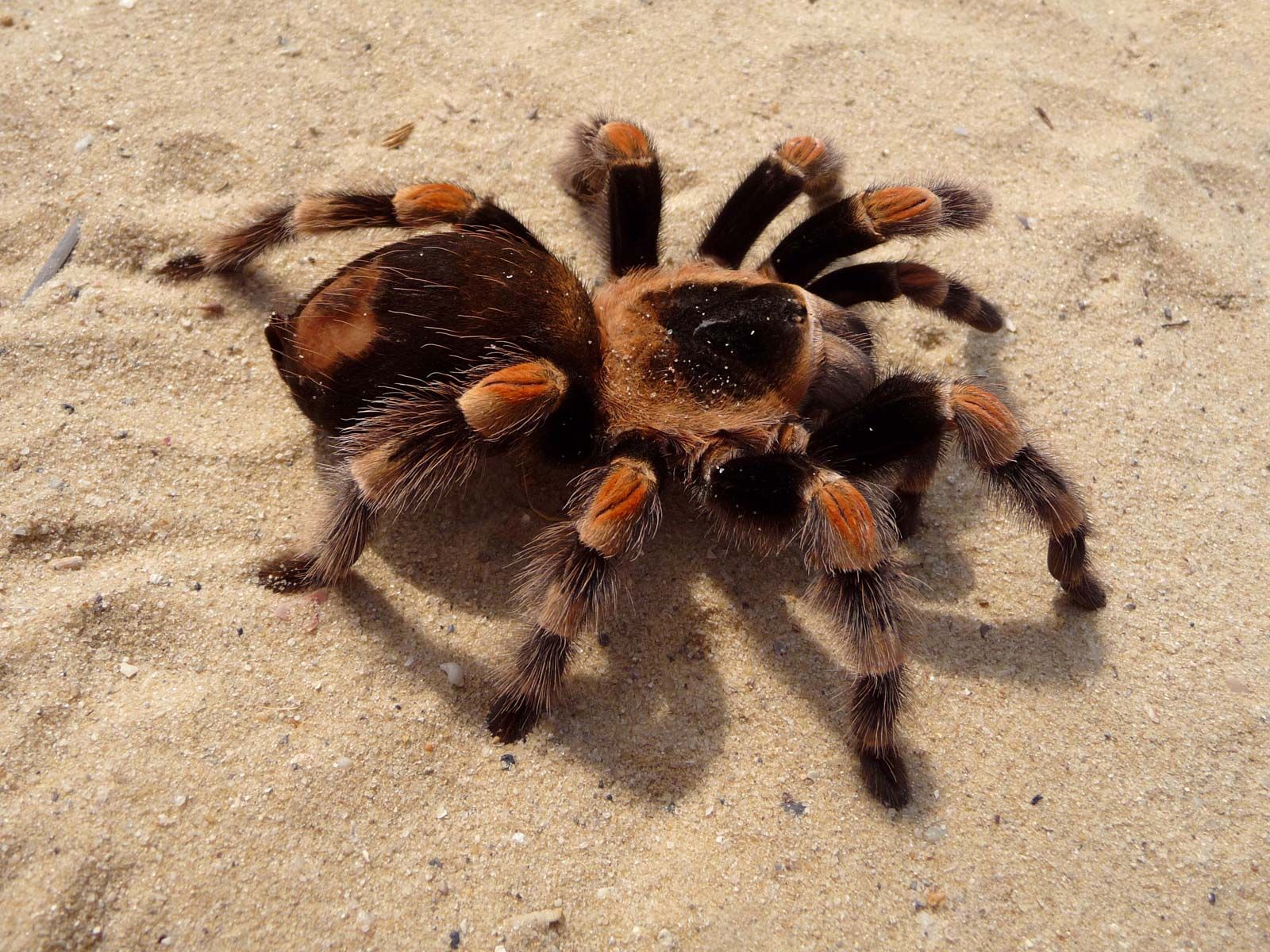 1600x1200 Tarantula. Description, Spider, Habitat, Diet, Size, & Facts