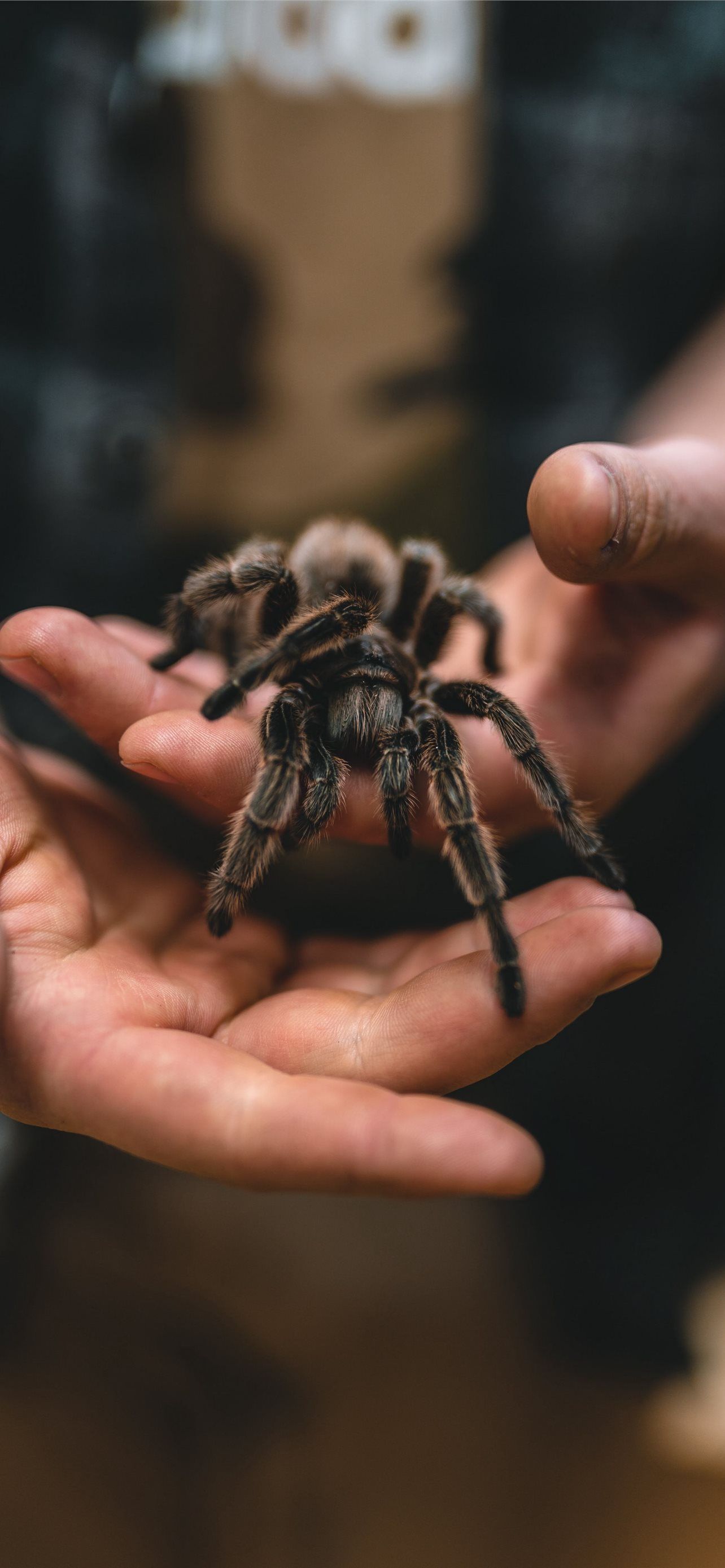 1284x2778 tarantula iPhone Wallpaper Free Download