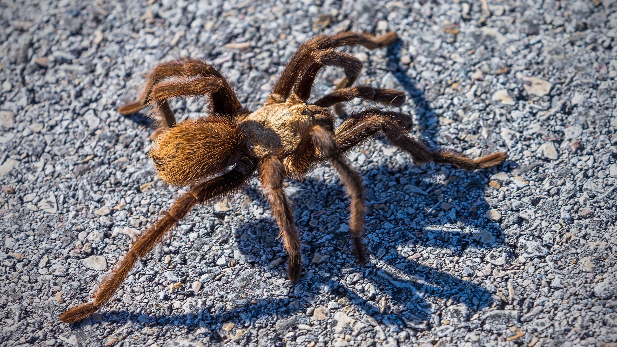 2560x1440 Texas Brown Tarantulas on the move in Missouri