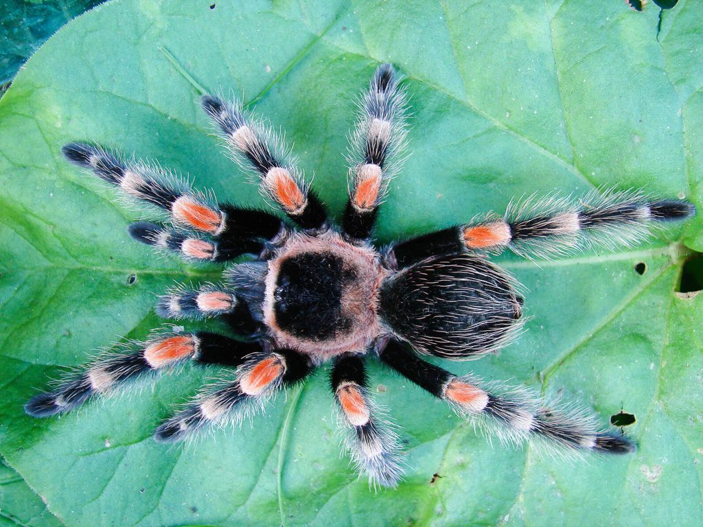 1024x768 Tarantulas Animals News & Facts