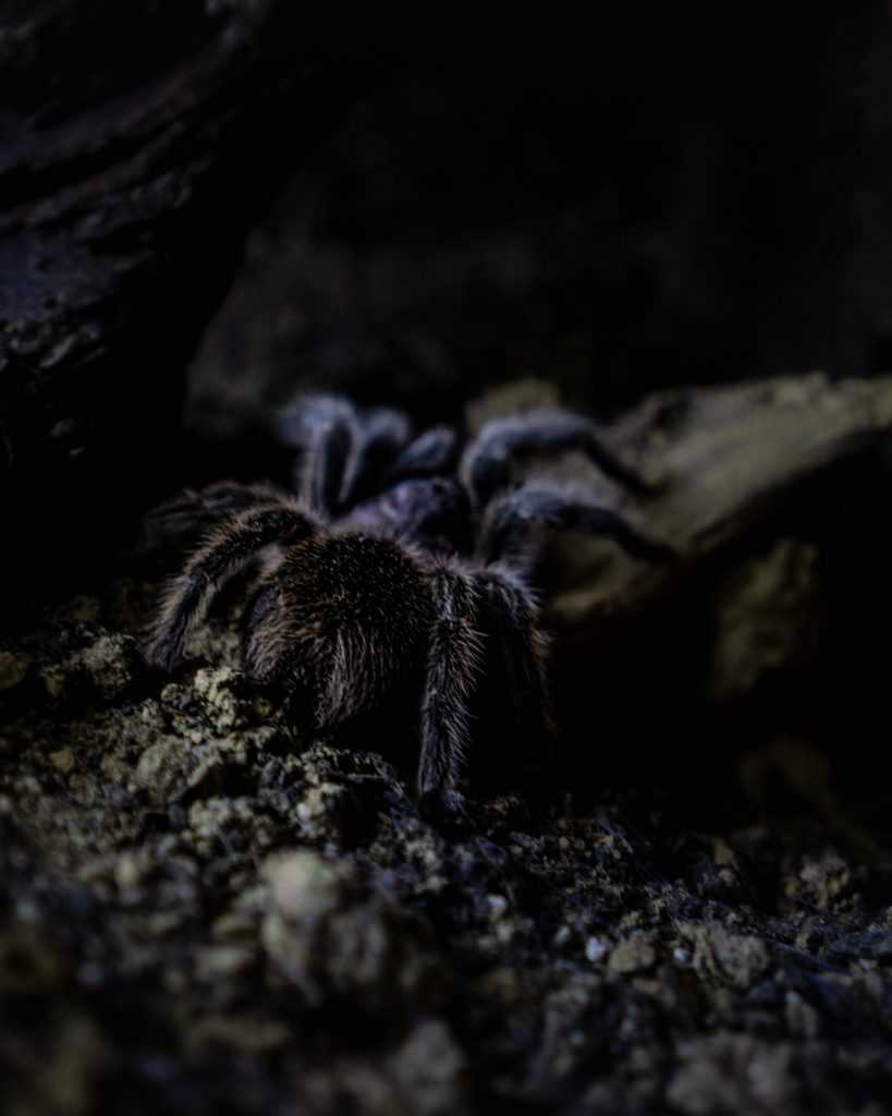 819x1024 The Facts You Need To Know About Brazilian Black Tarantula, Love and Dirty Dishes