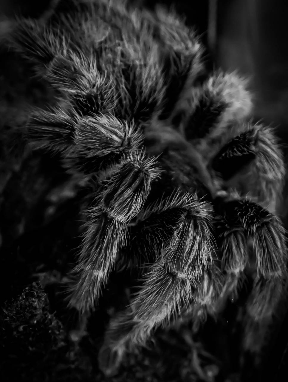 966x1280 Tarantula iPhone Wallpaper