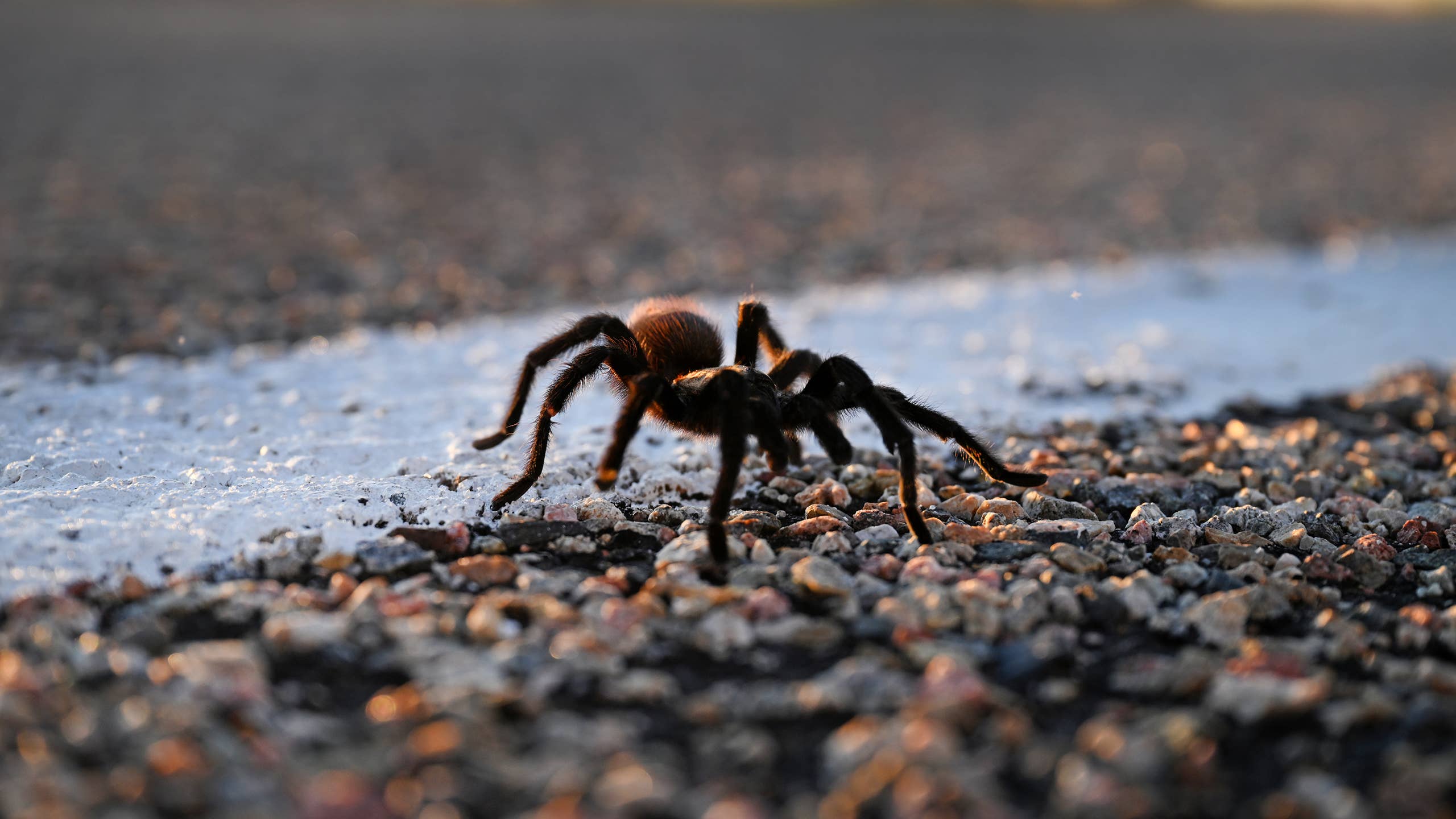 2560x1440 These States Are About to Be Crawling With Tarantulas's Journal