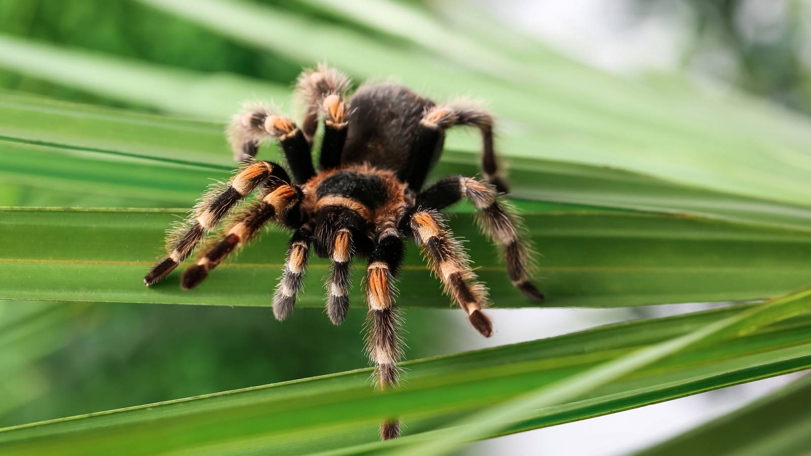 1600x900 Tarantulas in the Garden? Here's Why They're Showing Up More