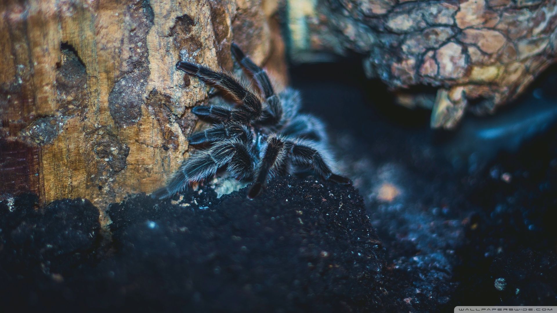 1920x1080 tarantula 4K UHD Wallpaper for UltraHD Desktop and TV