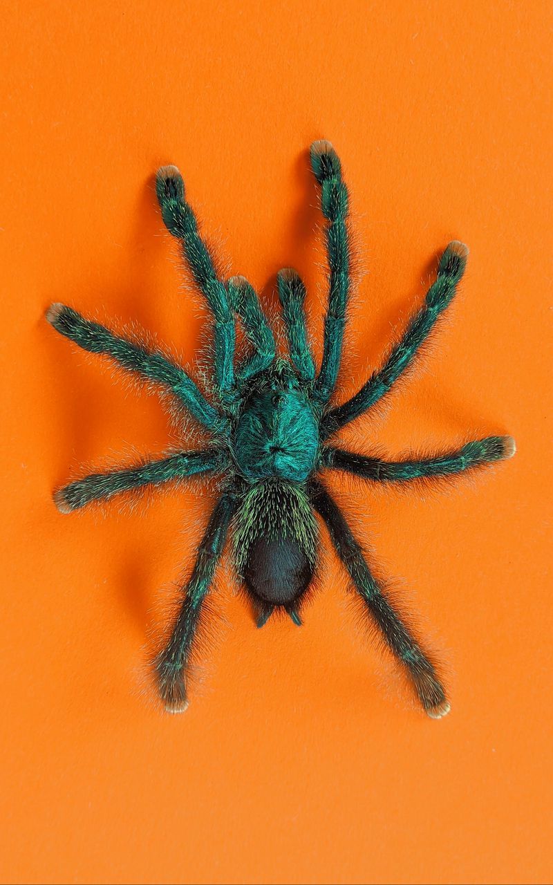800x1280 Download Wallpaper 800x1280 Tarantula, Spider, Insect, Fluffy, Orange Samsung Galaxy Note Gt N Meizu Mx2 HD Background