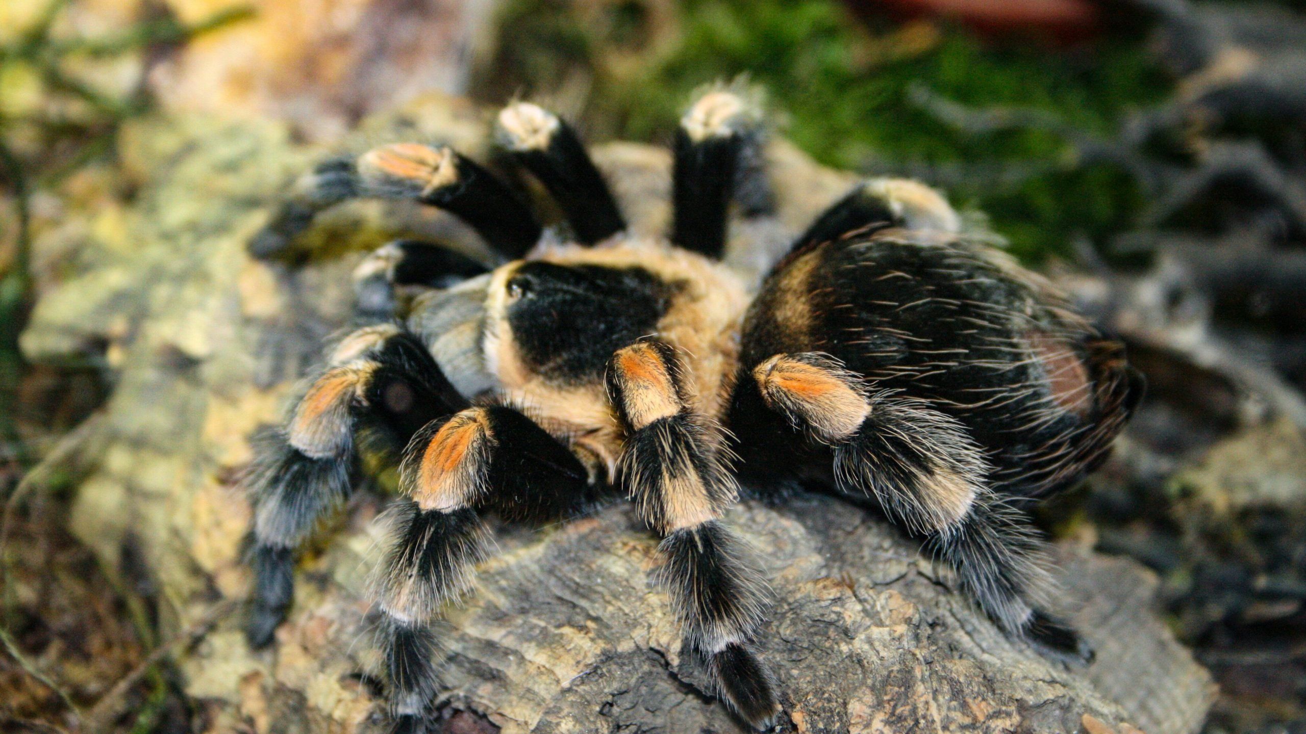 2560x1440 Tarantula Wallpaper Full HD 80447