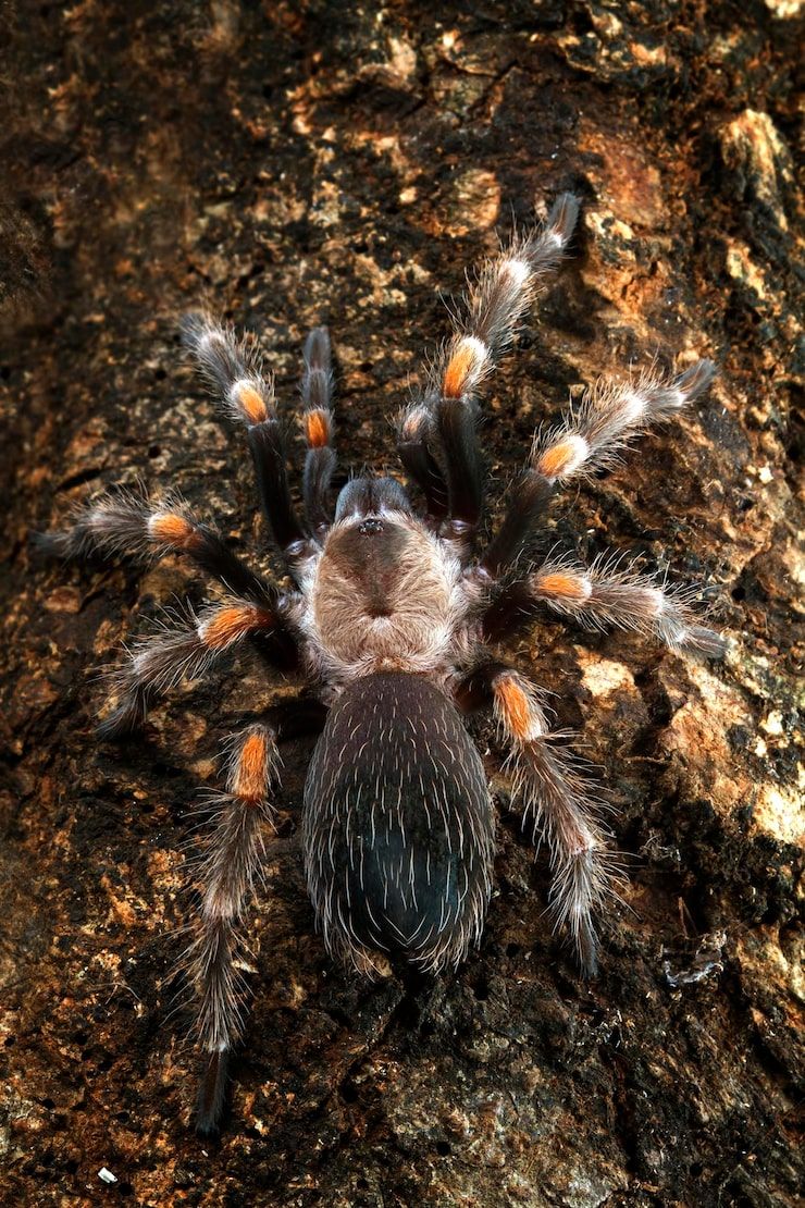 740x1110 Tarantulas wallpaper Image