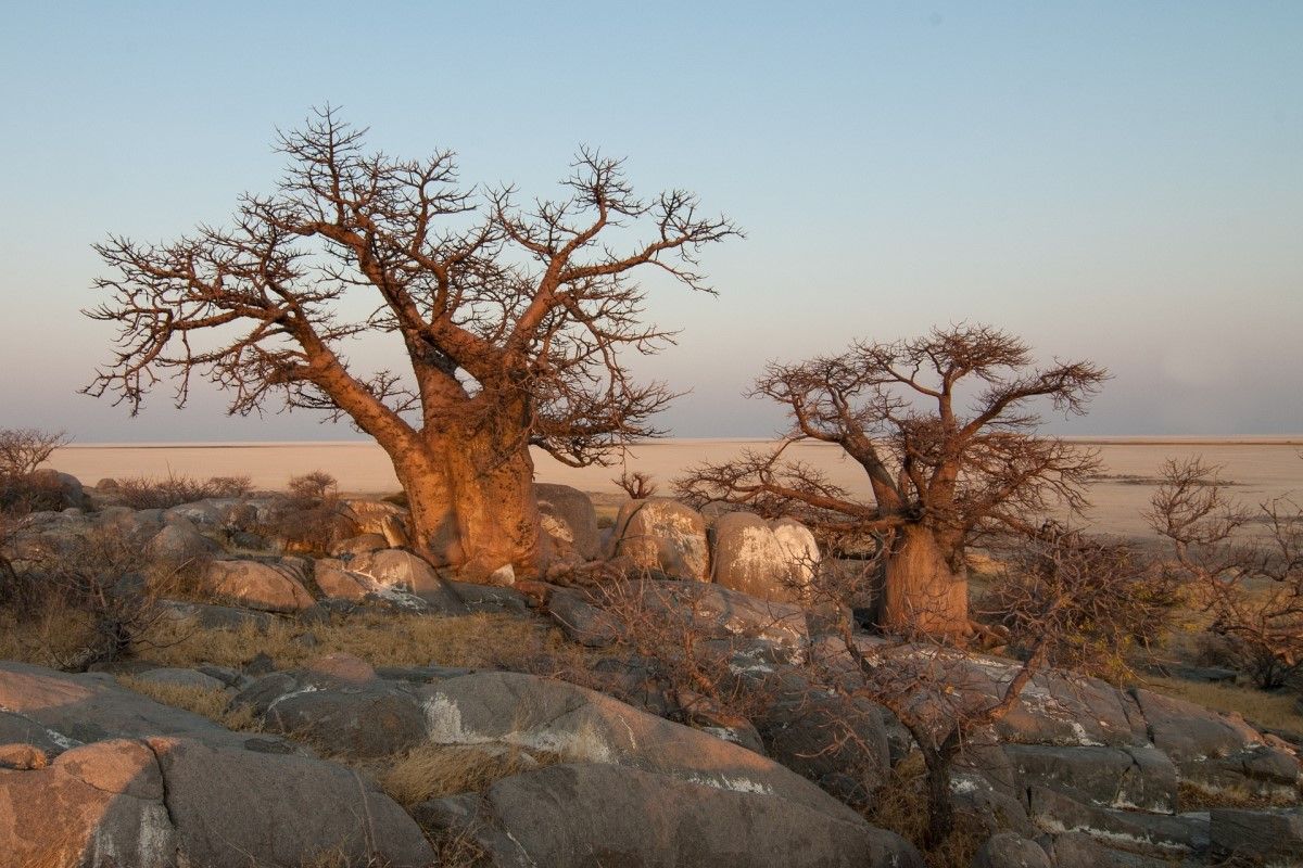 1200x800 Botswana Travel Guide 2025: Okavango Delta, Wildlife & Safari Experiences