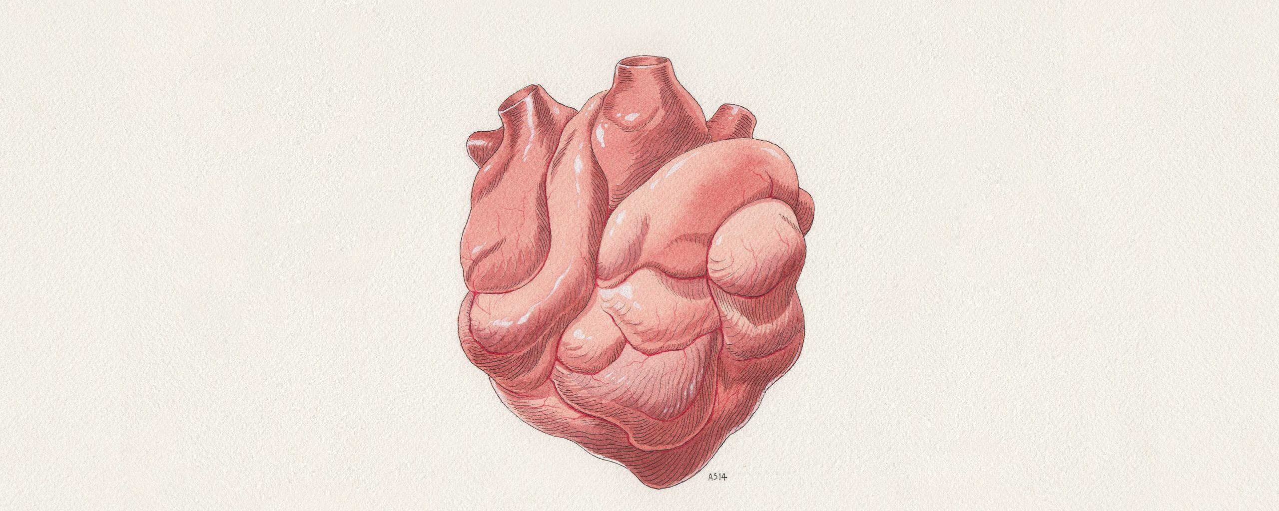 Heart Anatomy Wallpapers - Top Free Heart Anatomy Backgrounds