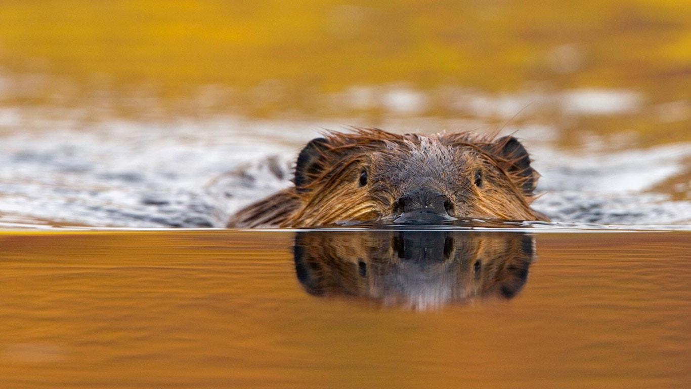 1366x768 Beaver Wallpaper