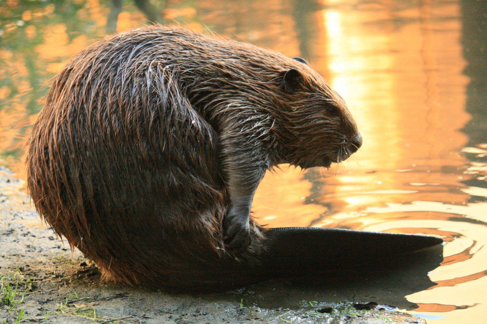 Beaver Wallpapers - Top Free Beaver Backgrounds - WallpaperAccess