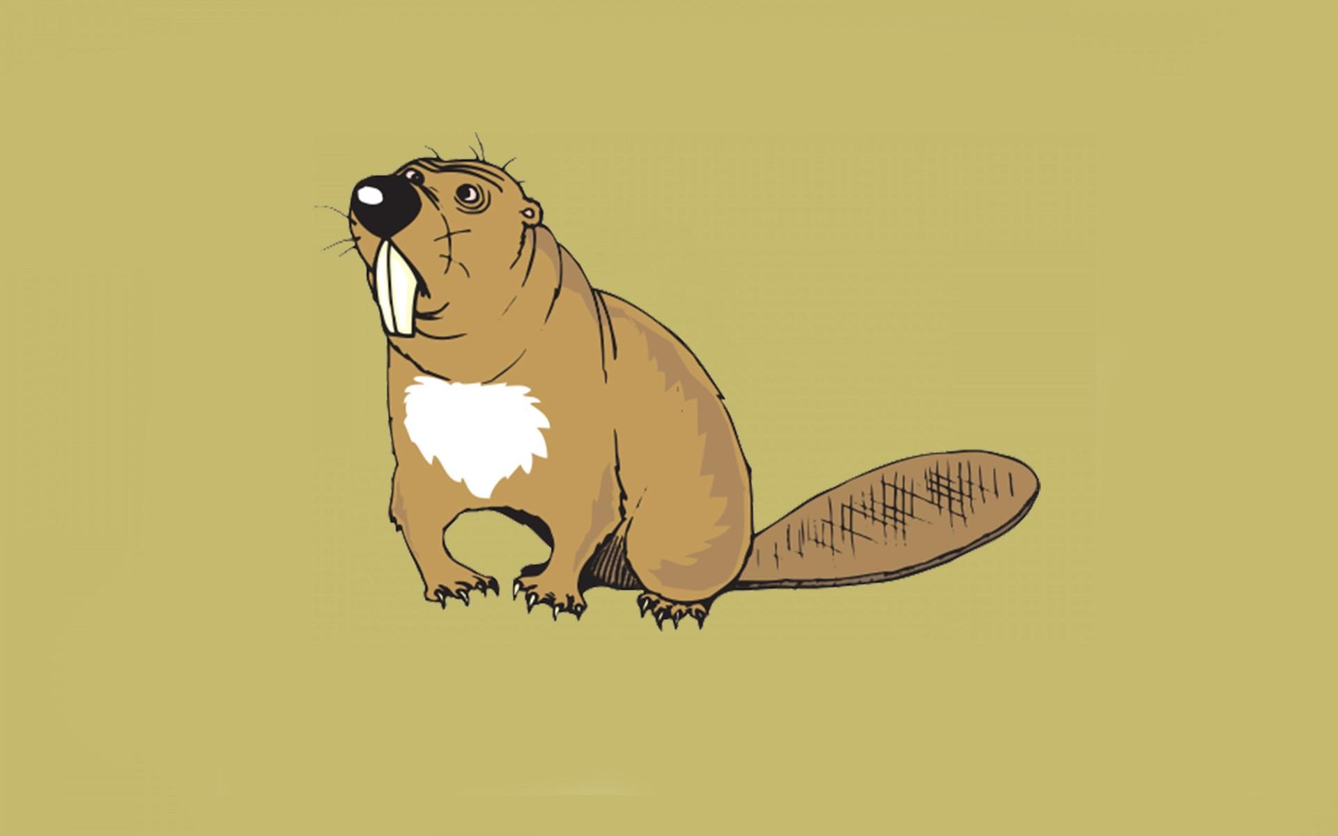 1920x1200 Beaver Wallpaper