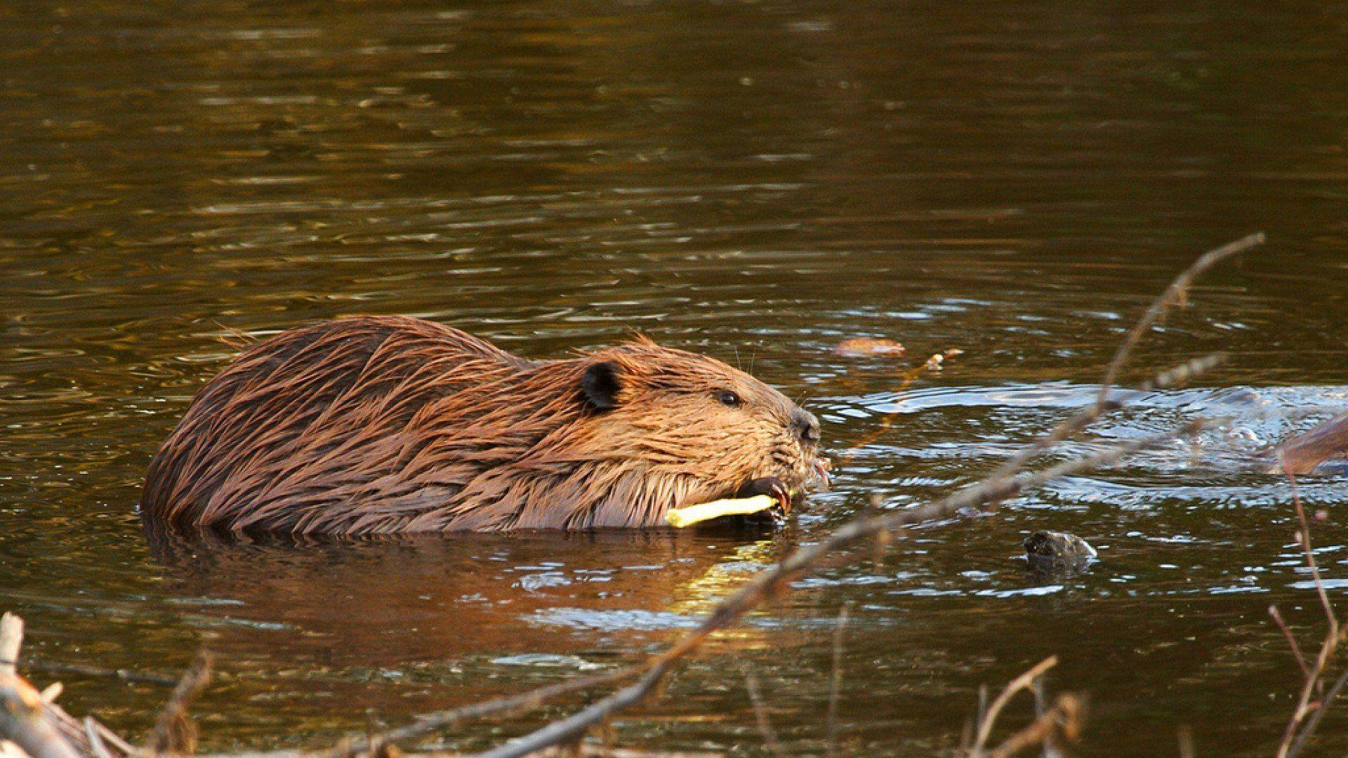 Beaver Wallpapers - Top Free Beaver Backgrounds - WallpaperAccess