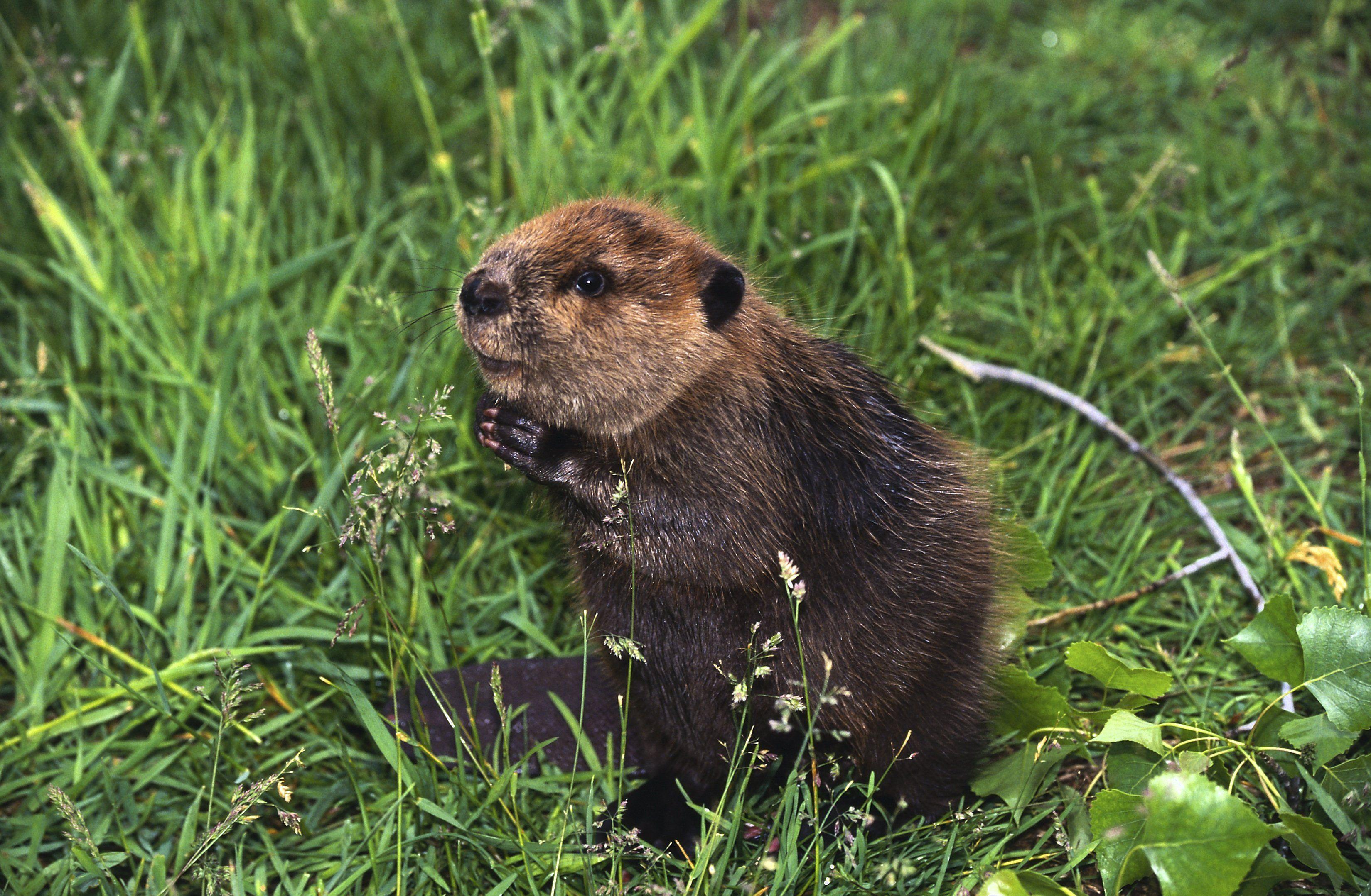 Beaver Wallpapers - Top Free Beaver Backgrounds - WallpaperAccess