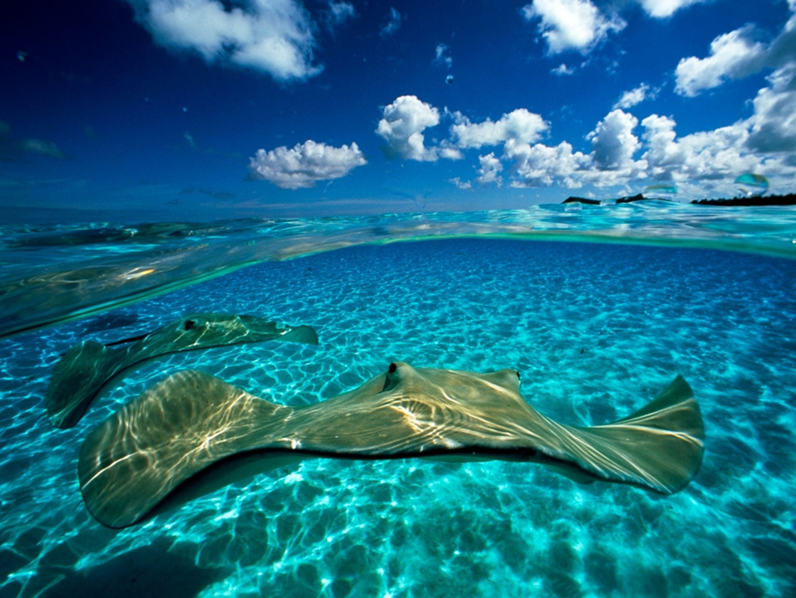 3072x2306 Underwater Creature Picture, Underwater Creature Photo, Photo Gallery, Picture Gallery, Desktop Wallpaper