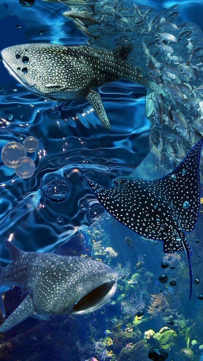 675x1200 sharks!!. Beautiful sea creatures, Ocean creatures, Shark background