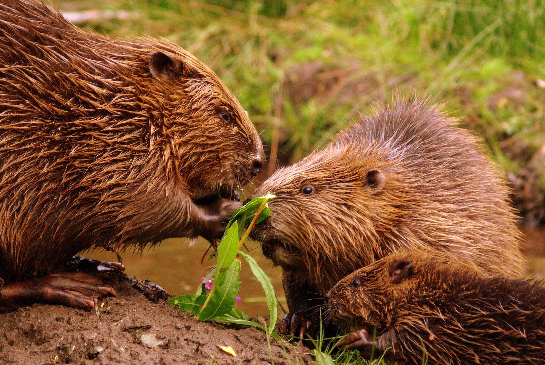 Beaver Wallpapers - Top Free Beaver Backgrounds - WallpaperAccess