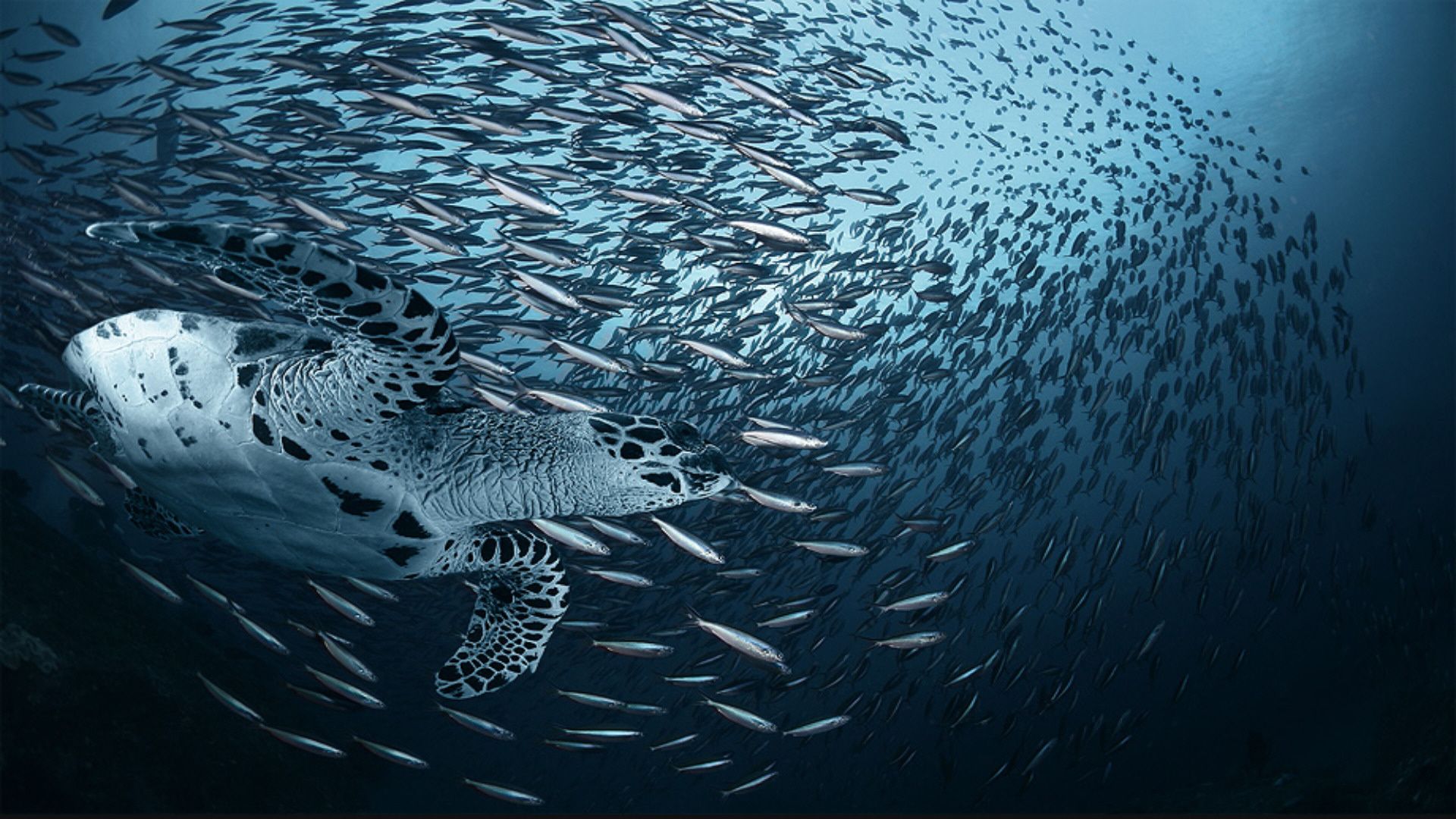 1920x1080 Ocean Creatures Wallpaper