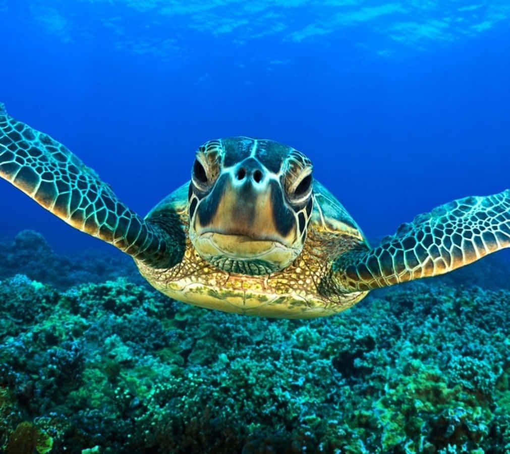 1011x900 Sea Animal Picture